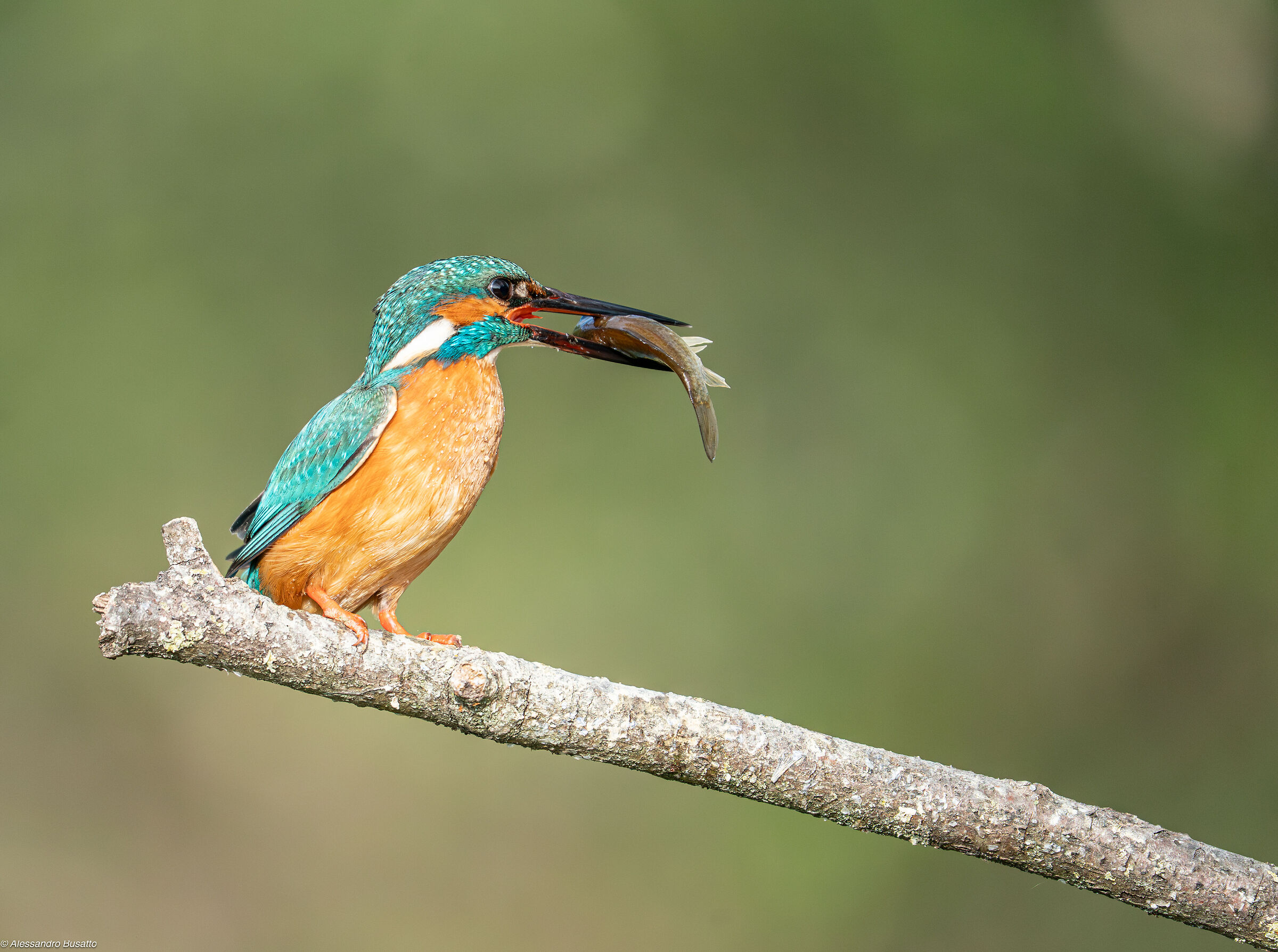 Kingfisher