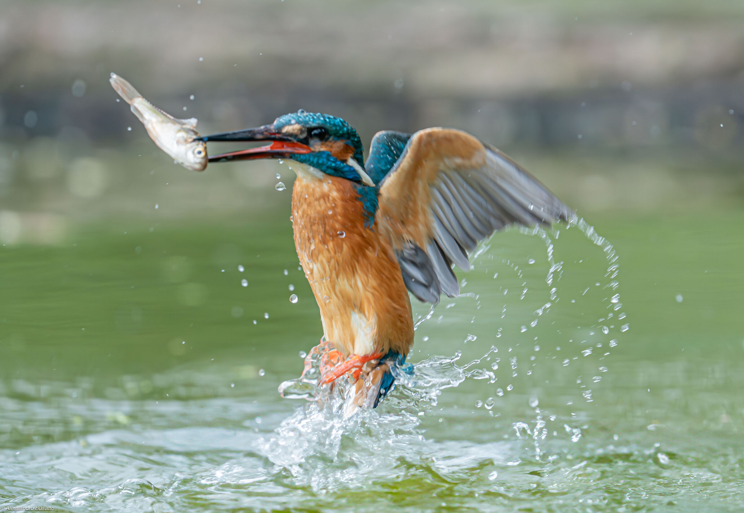 Kingfisher