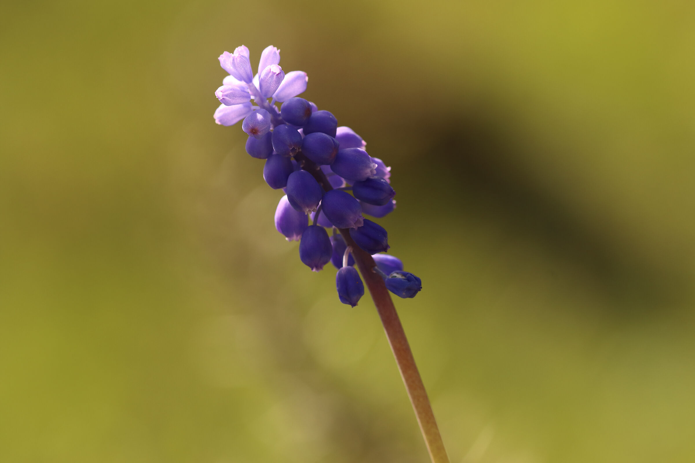 Woodland "muscari"