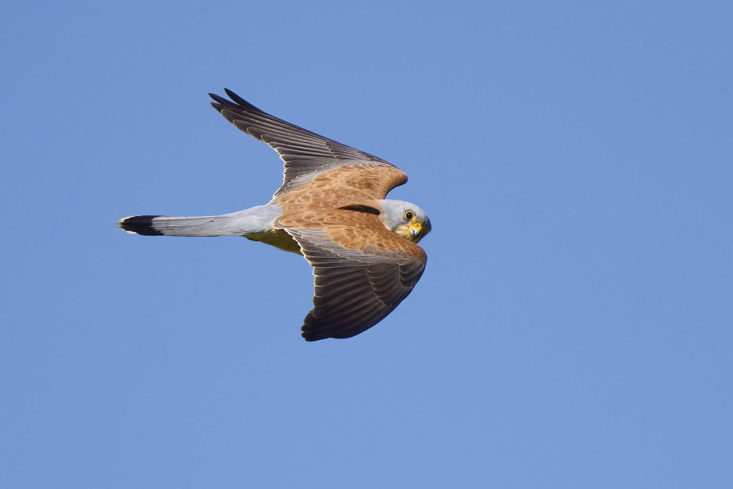 Lesser Kestrel
