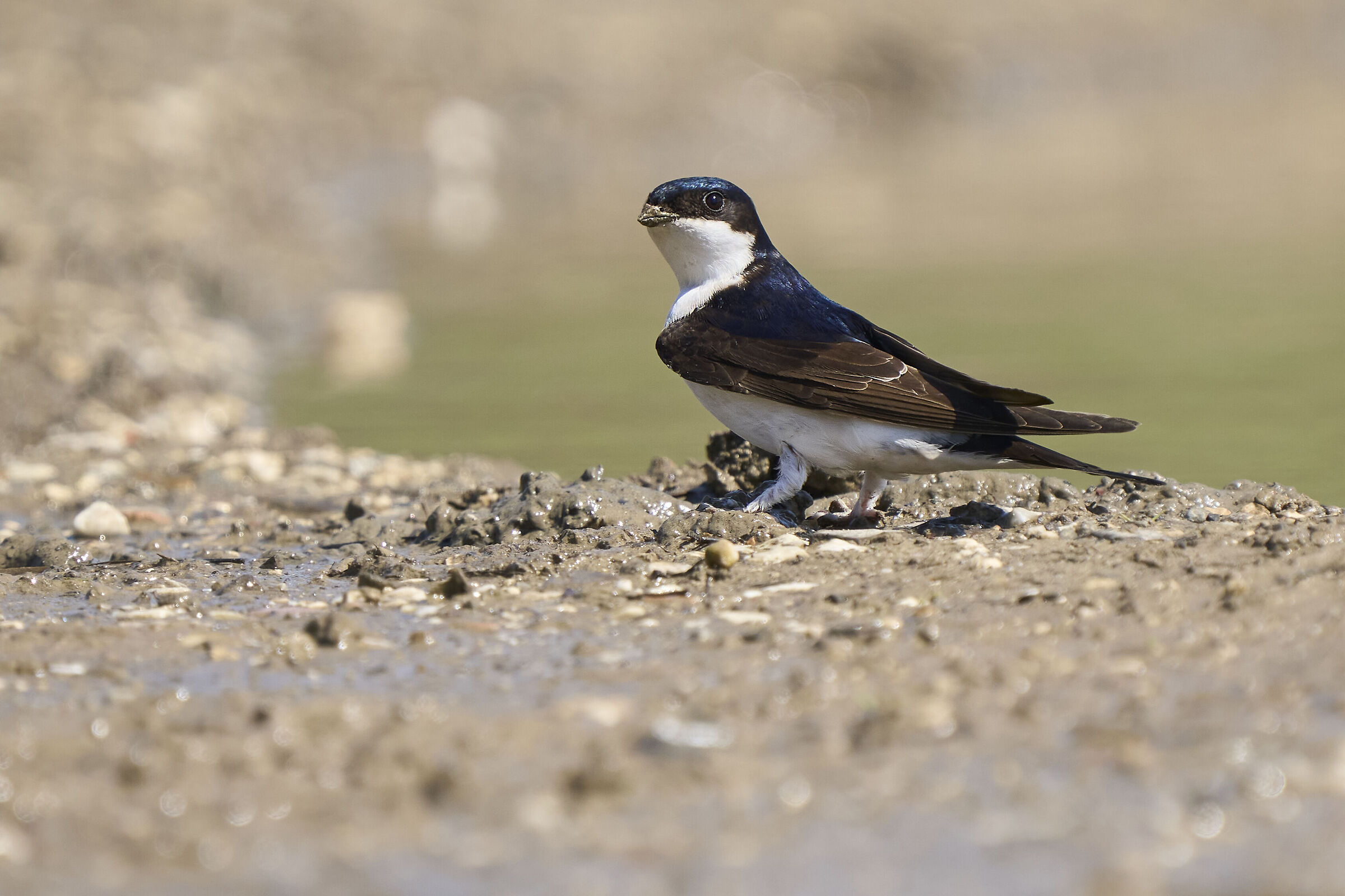 House martin