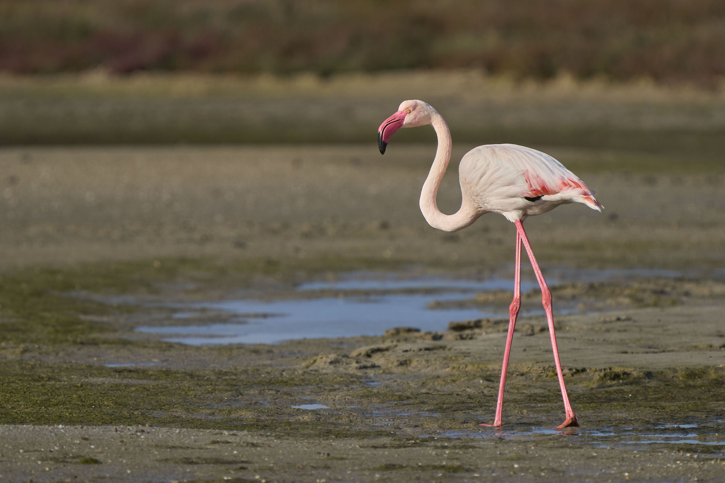 Pink flamingo