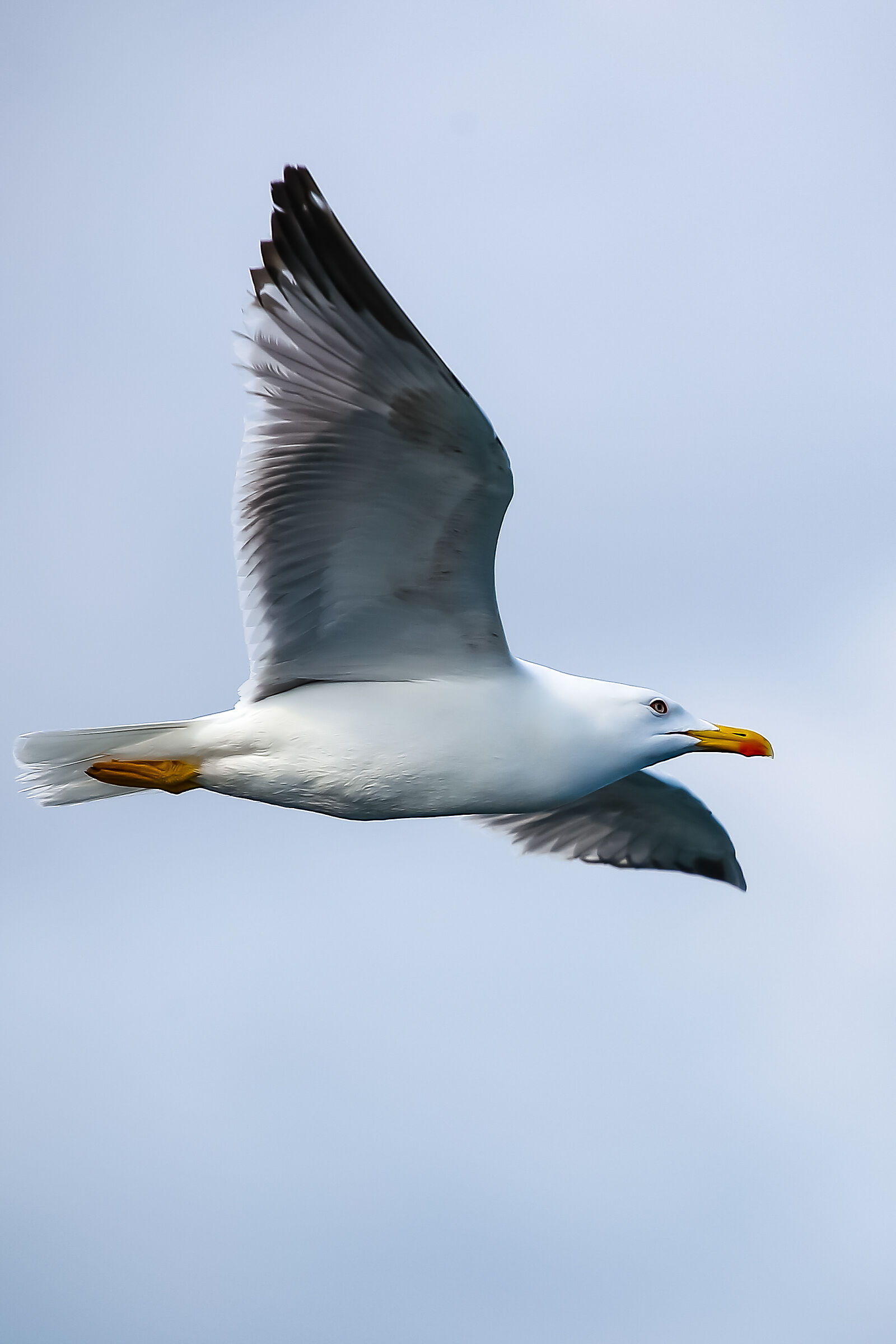 Gull