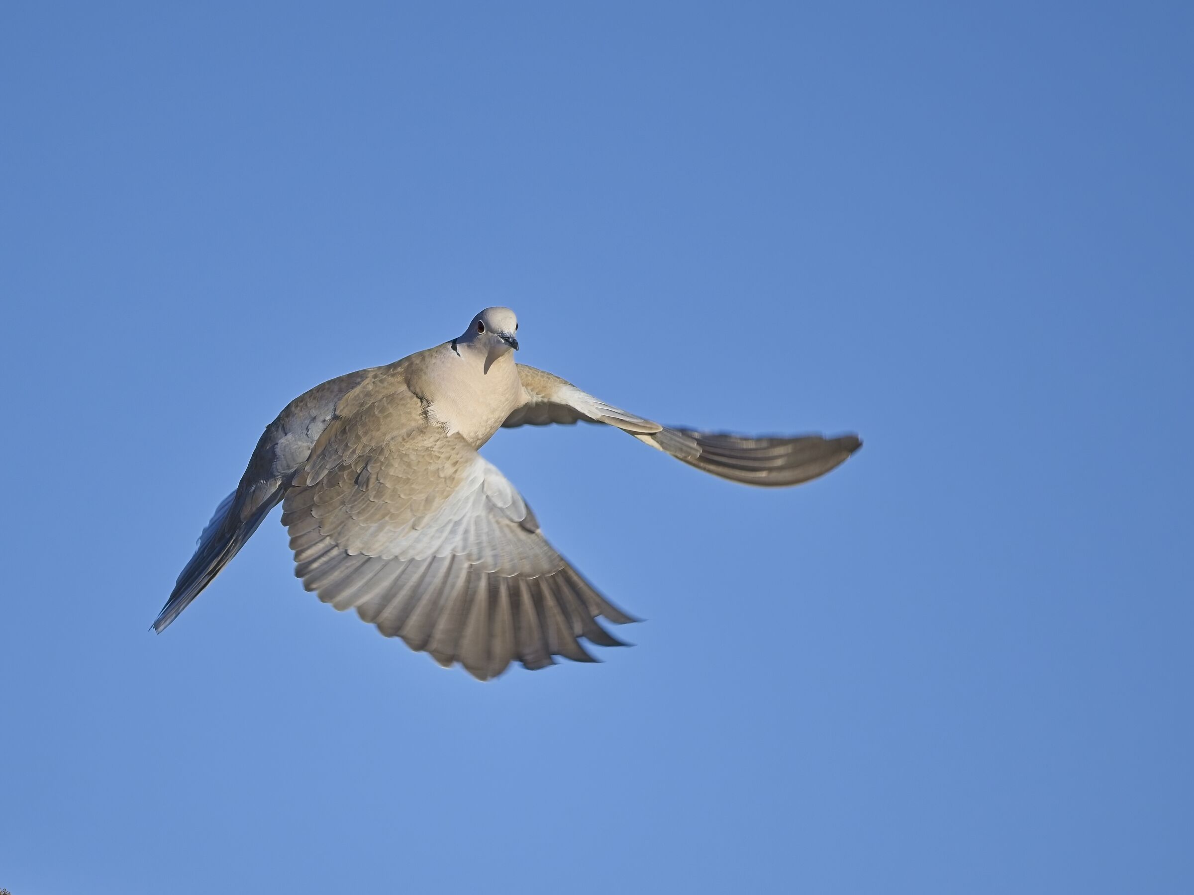 Collared dove