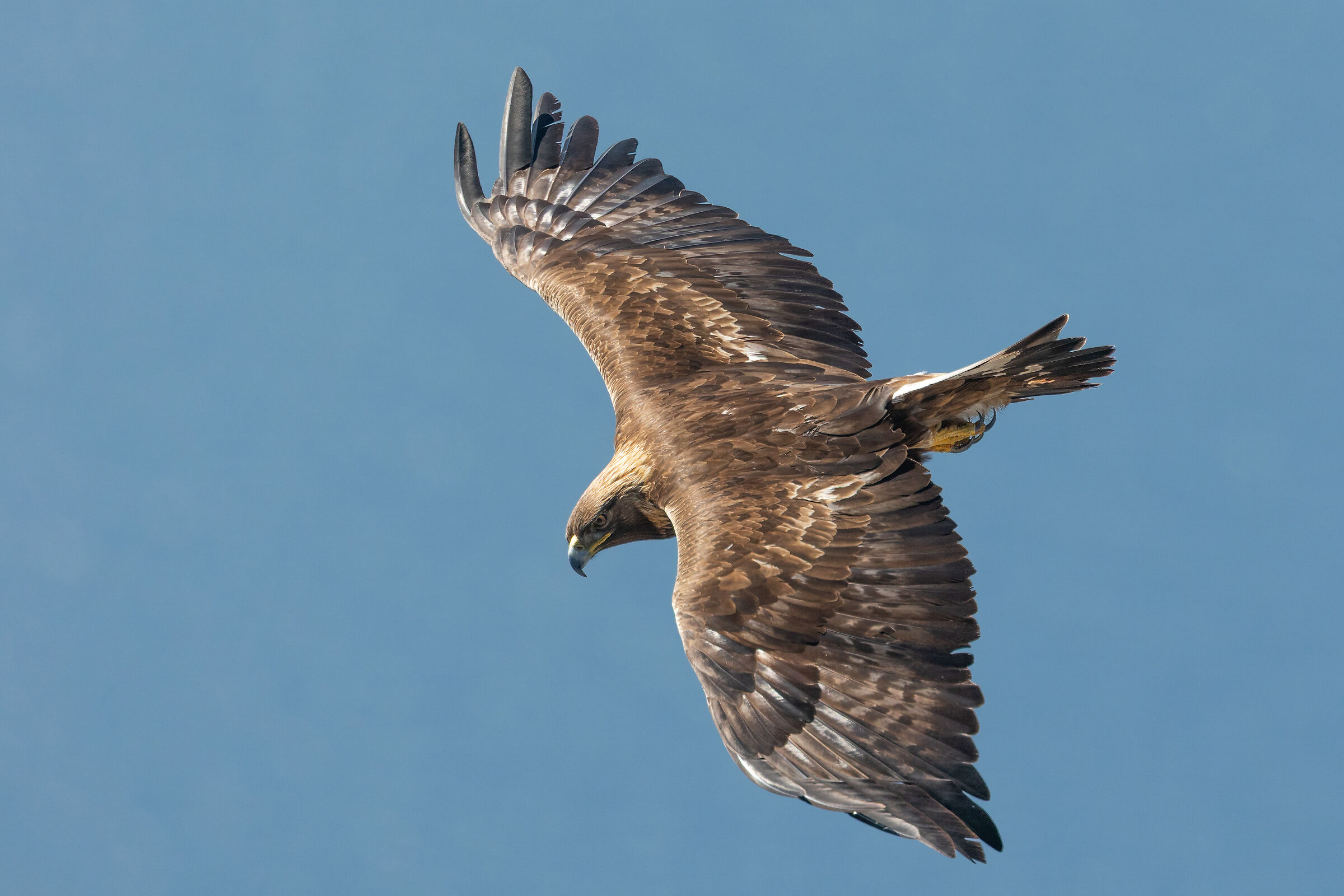 Aquila Reale