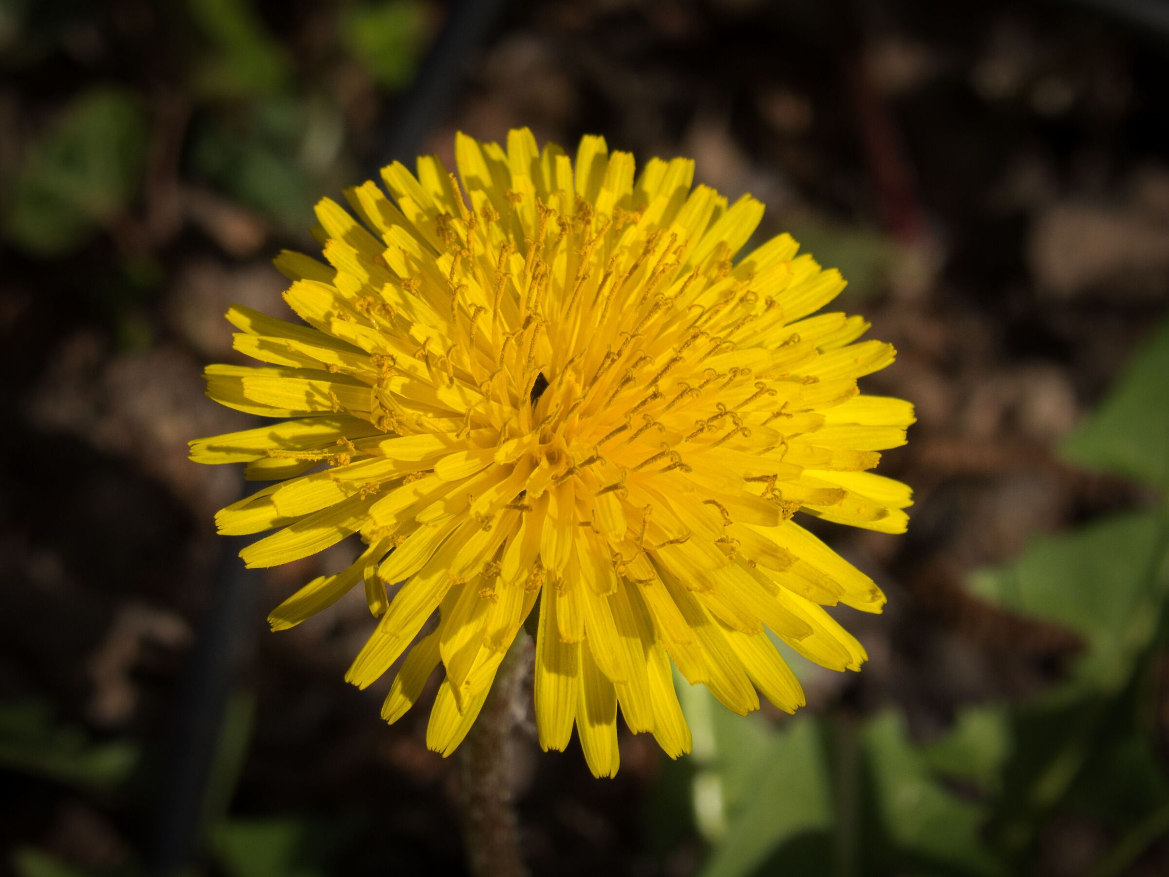 fiore giallo