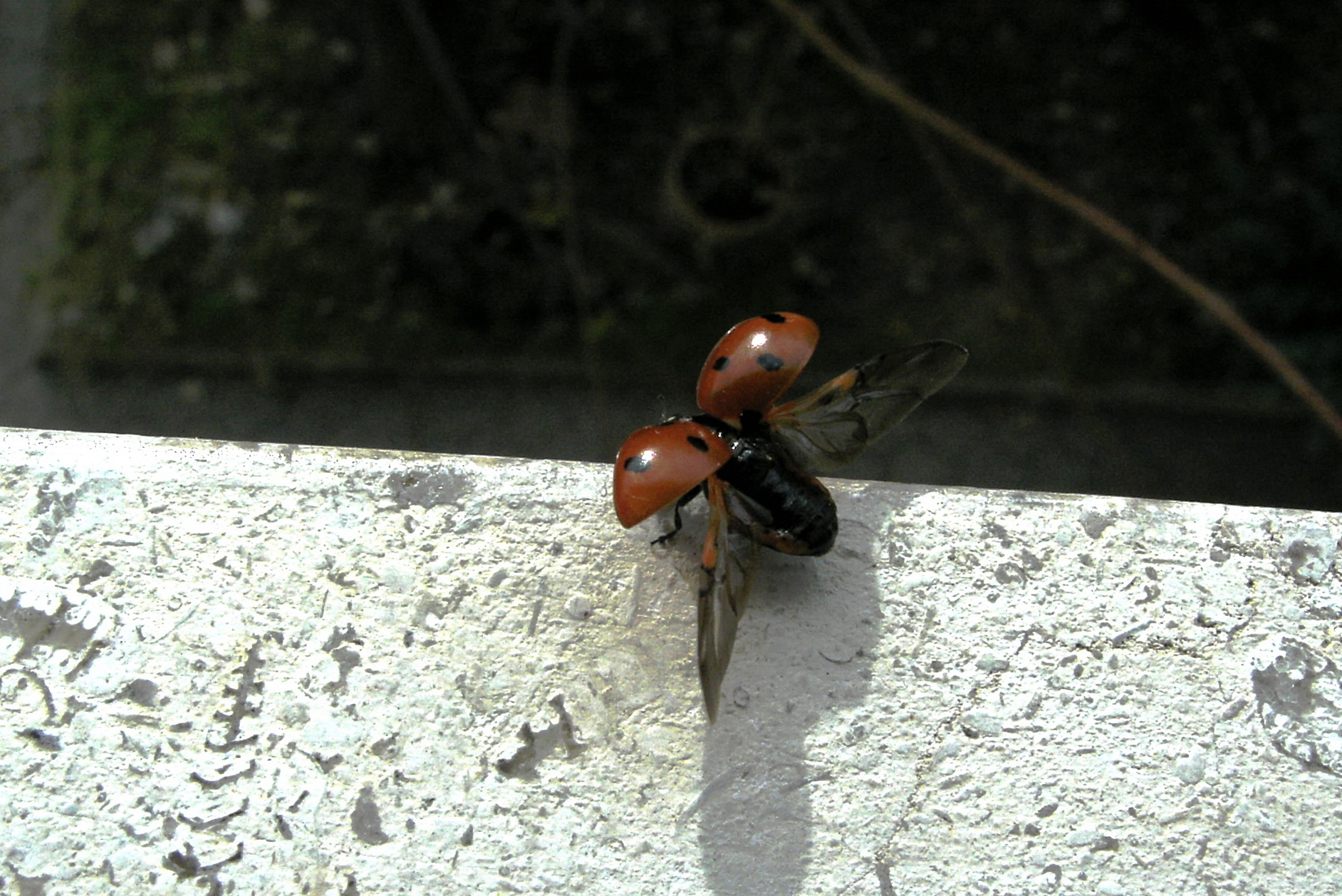 coccinella
