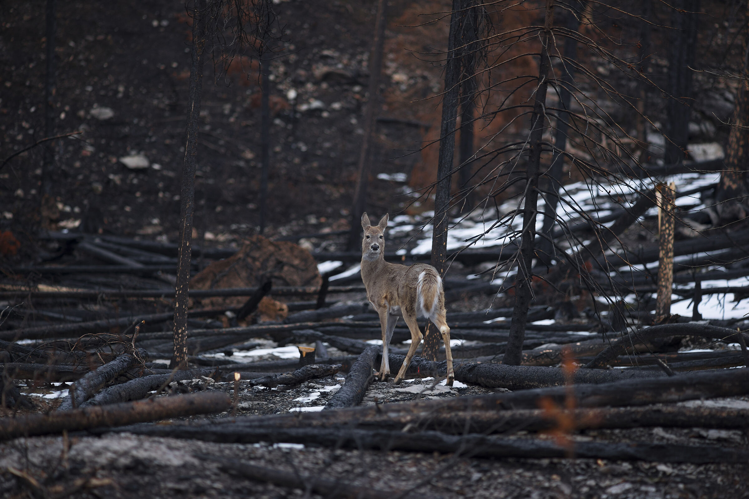 Walking in the burnt forest