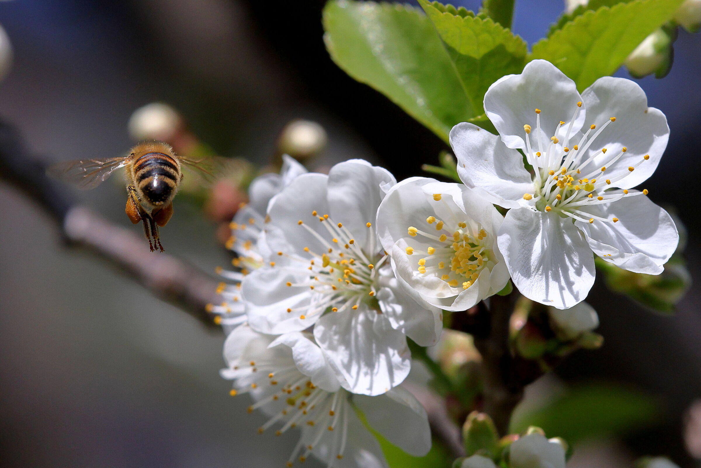 Ape su fiore di Ciliegio