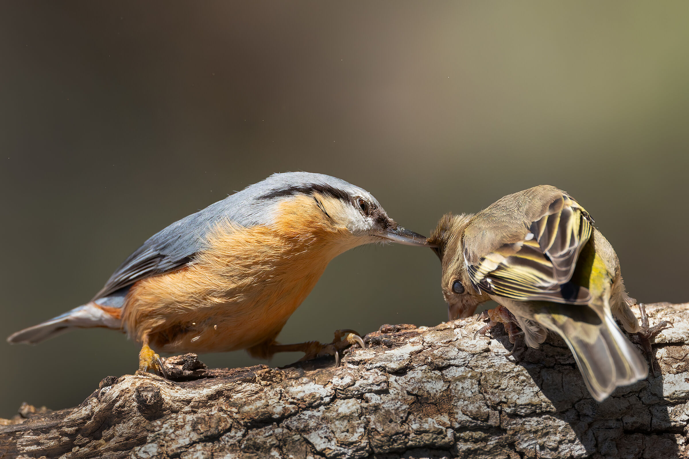 picchio muratore fringuello