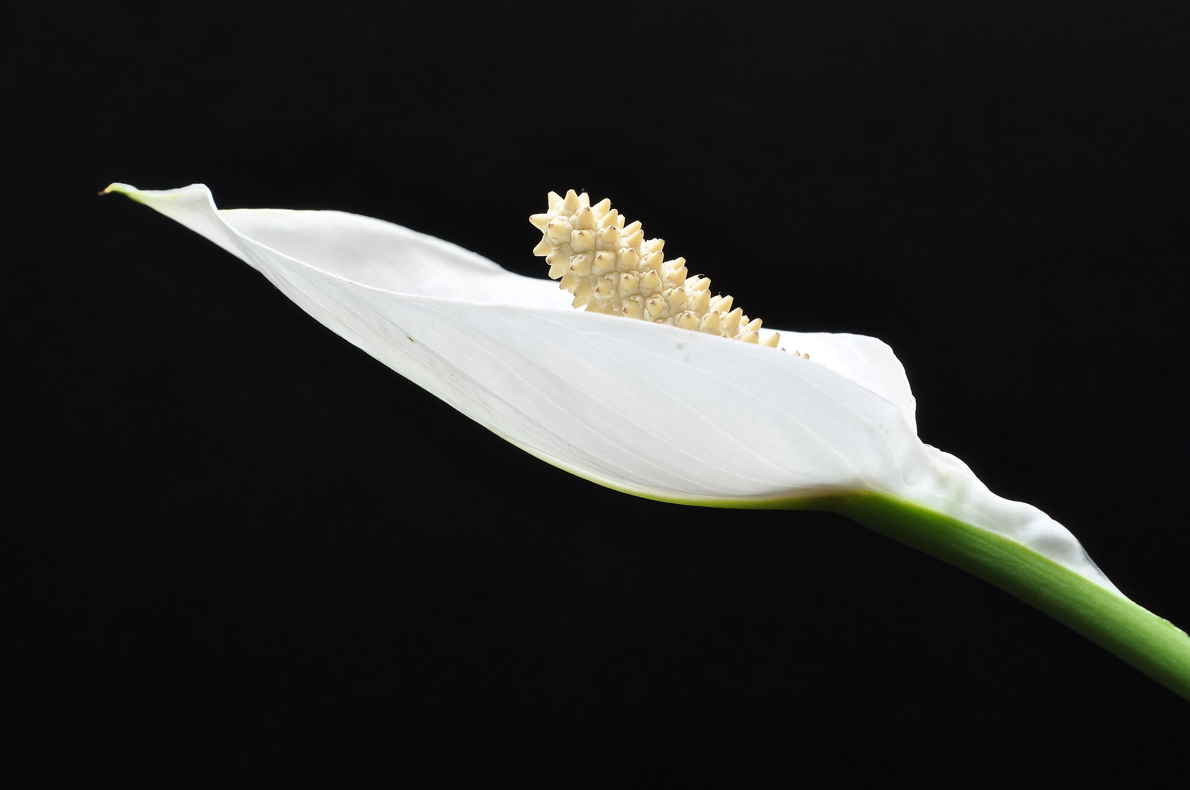 Spathiphyllum o giglio della pace