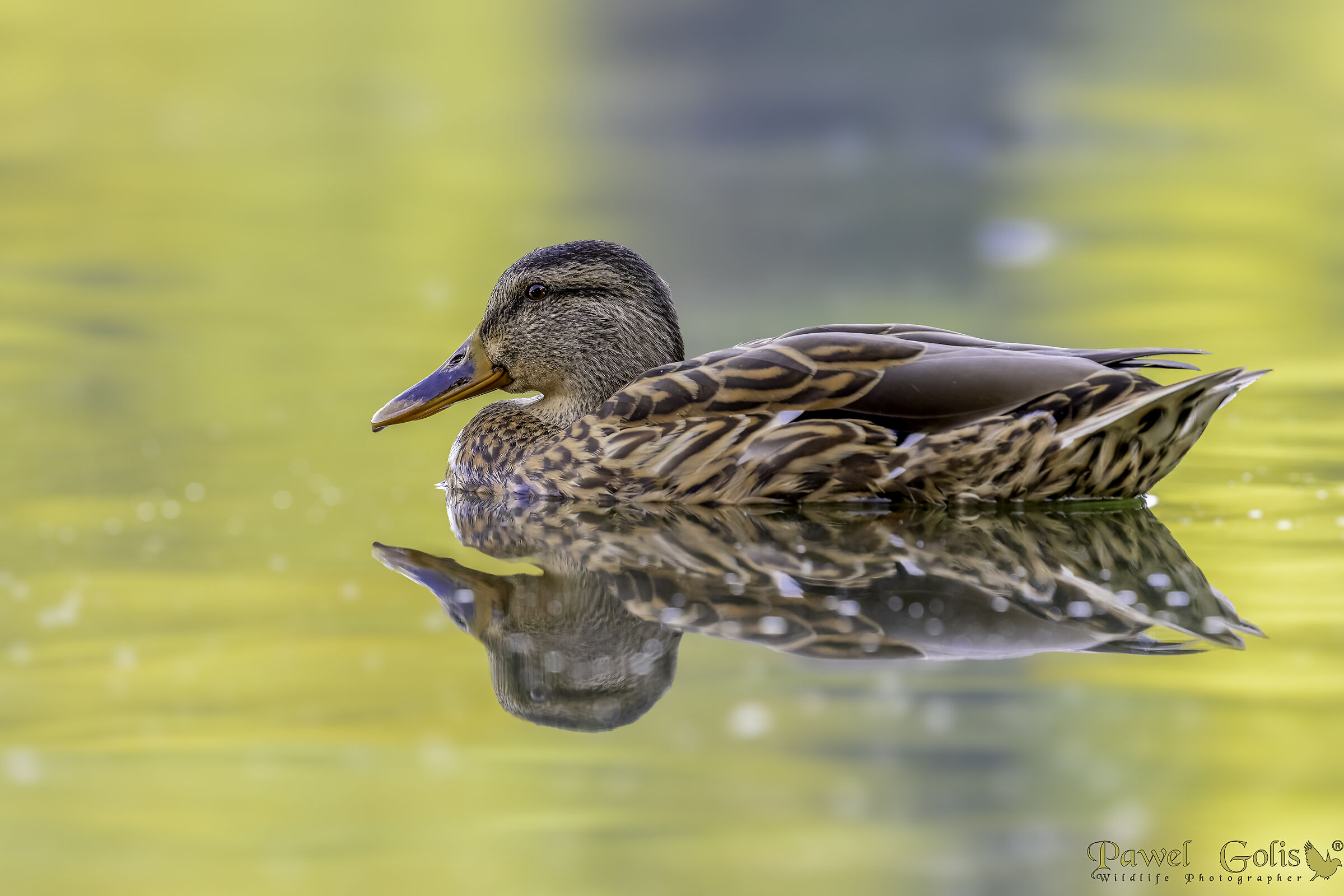 Mallard (Anas platyrhynchos)