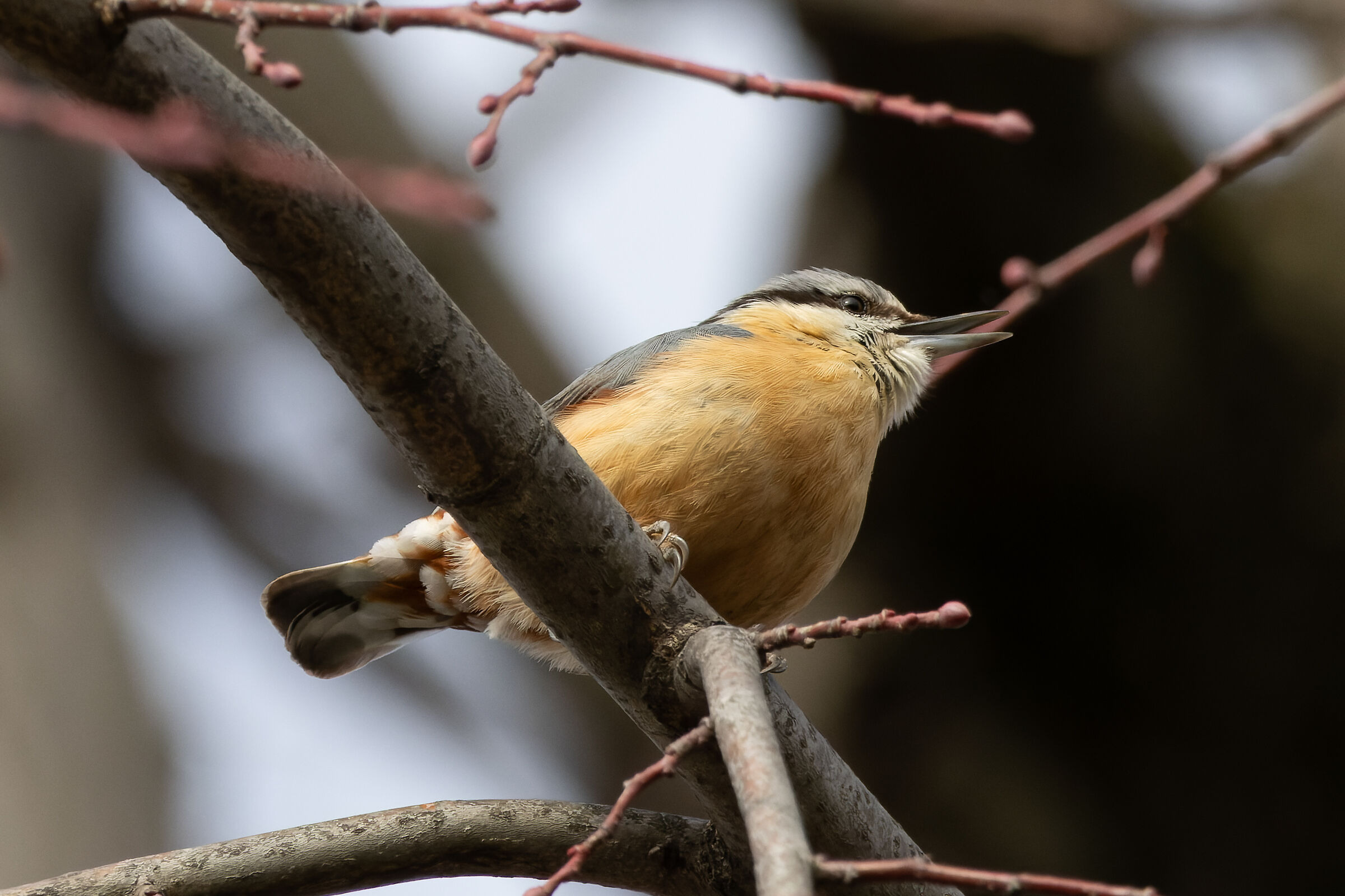 Wood nuthatch
