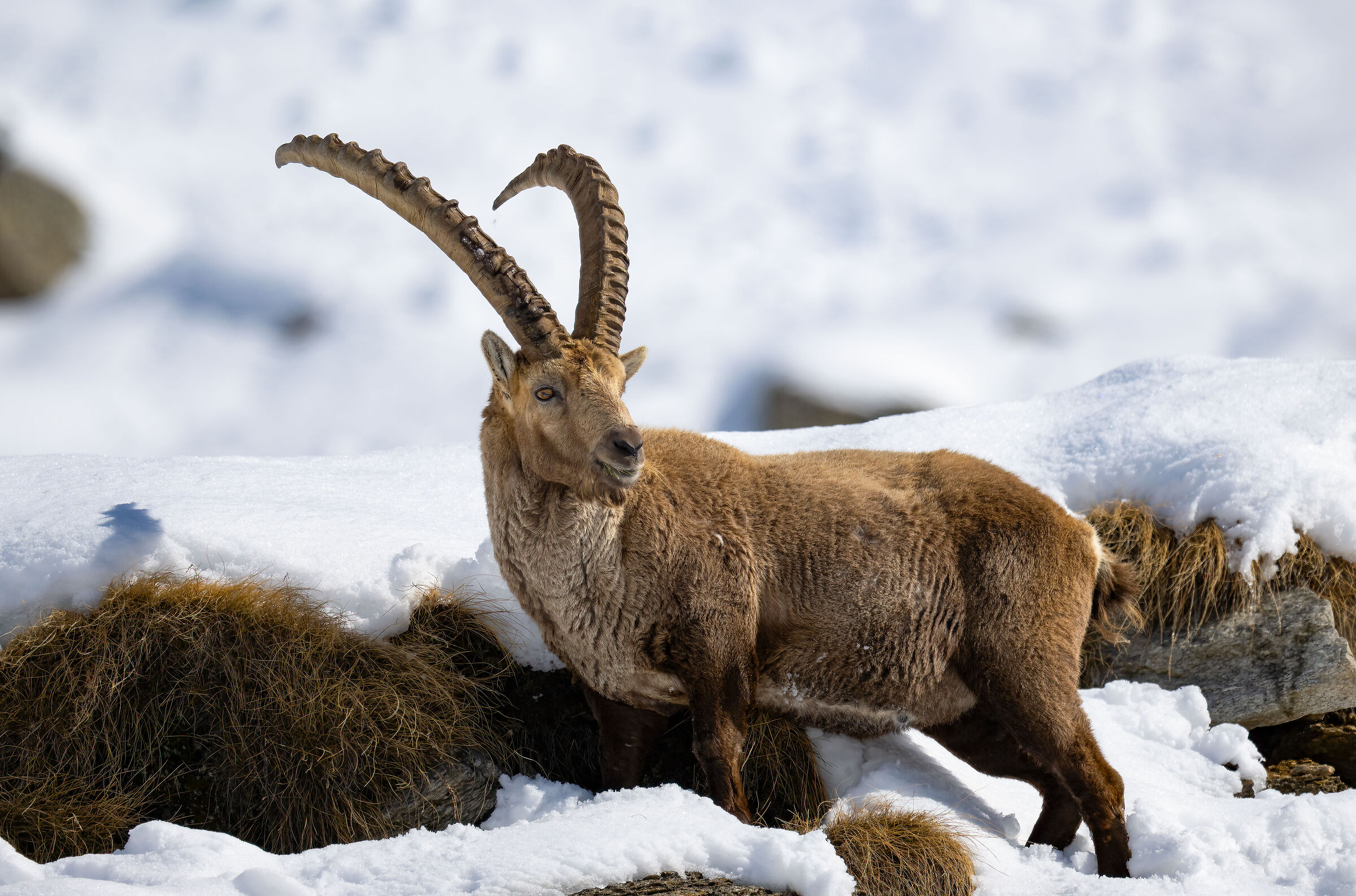 Ibex - Gran Paradiso National Park
