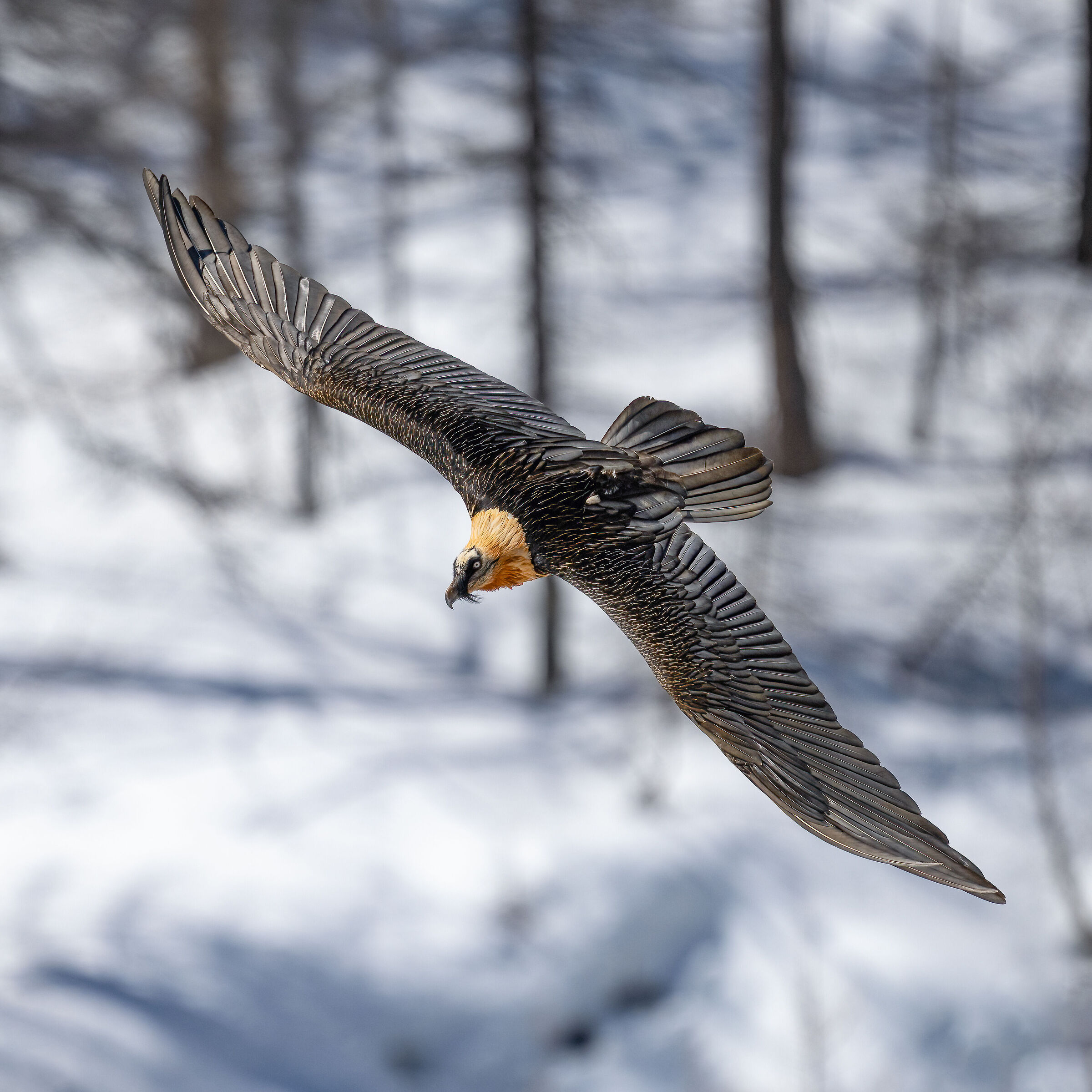 Gypaetus barbatus - Gran Paradiso National Park