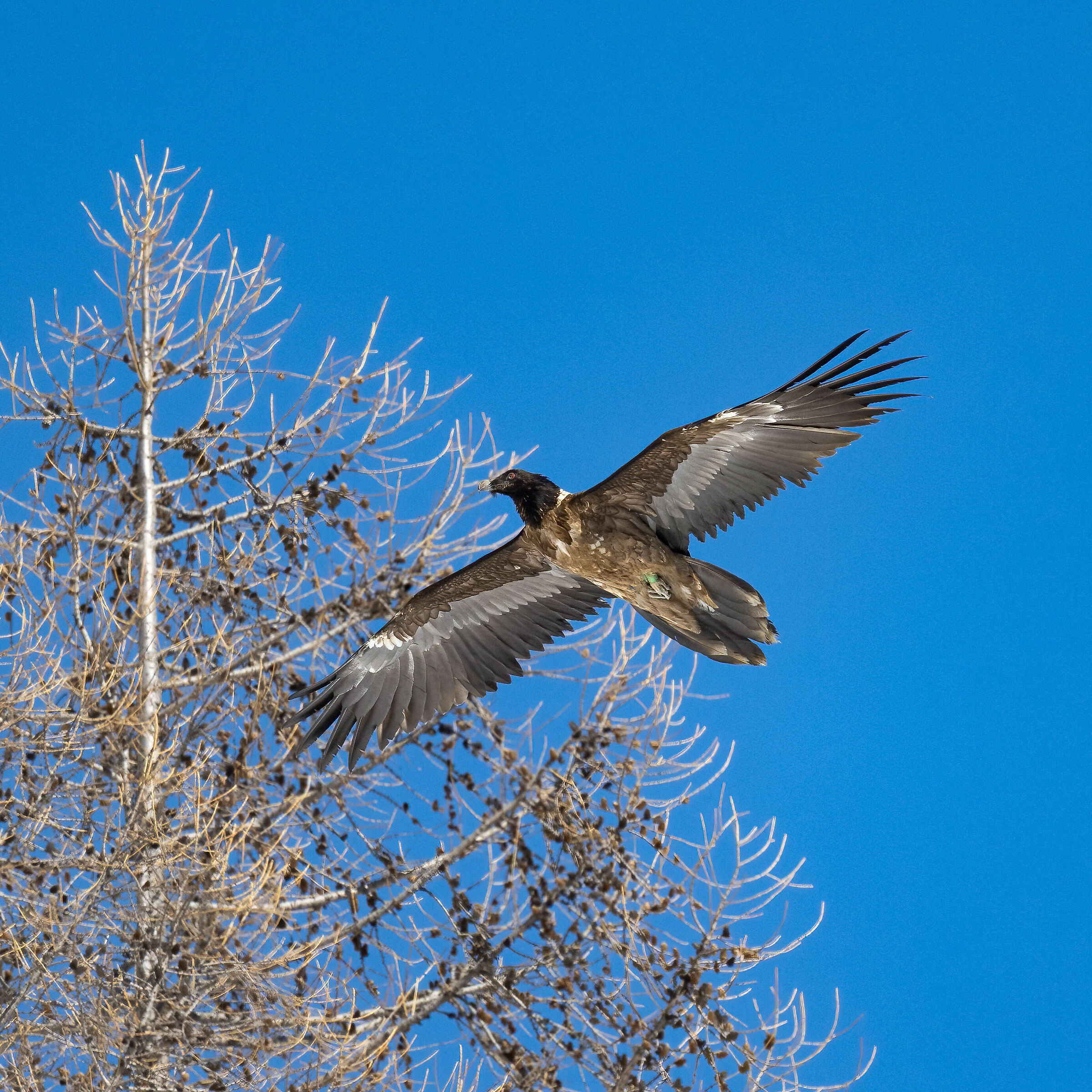 Gypaetus barbatus - Gran Paradiso National Park