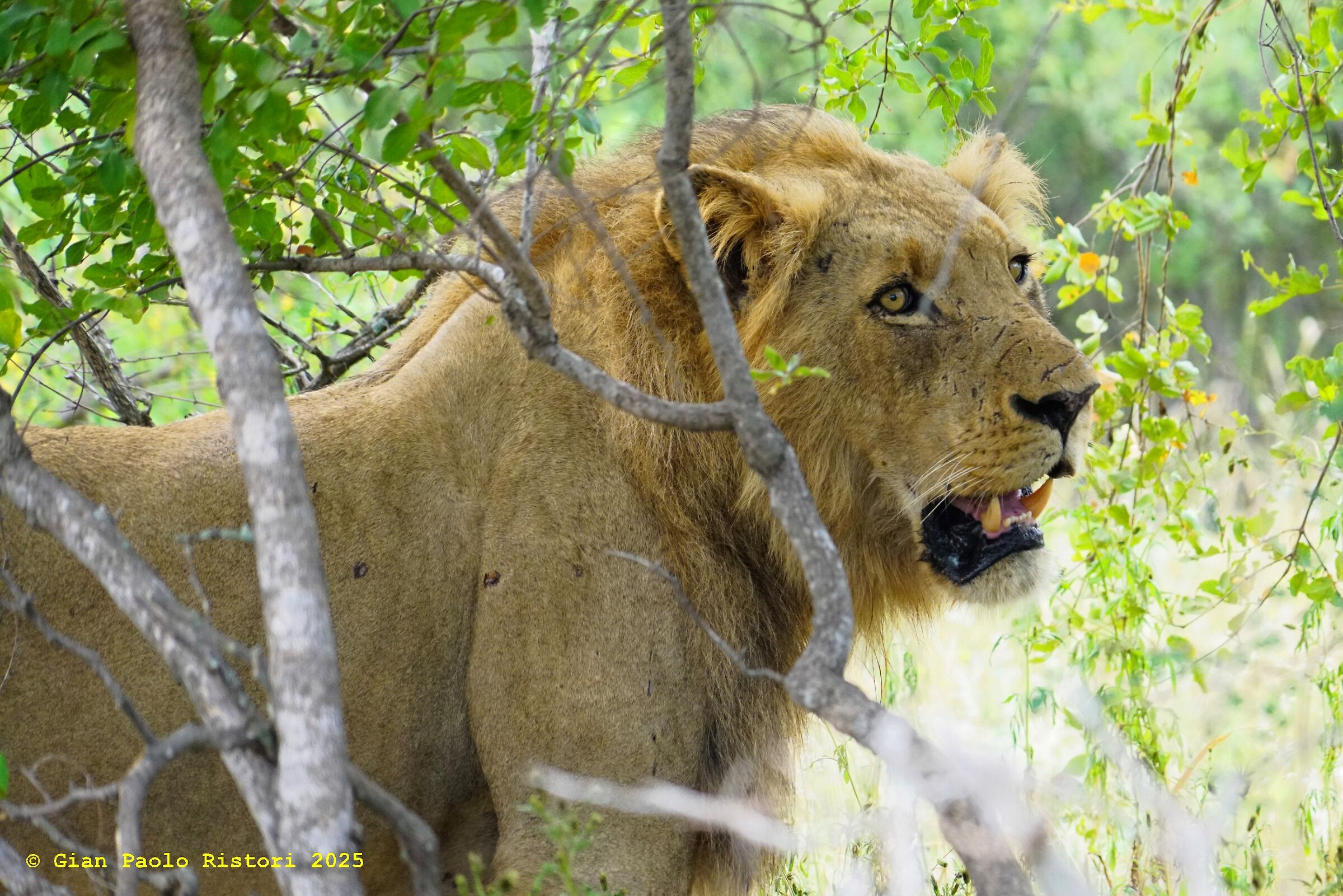 Lion at Balules