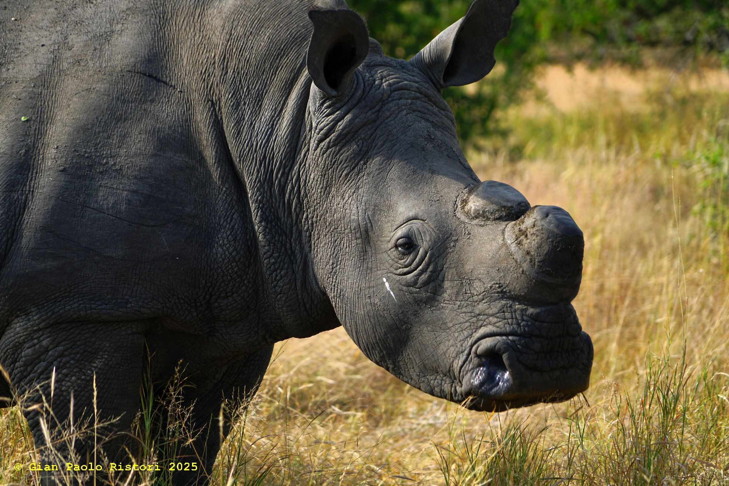 Rhinoceros in Balule