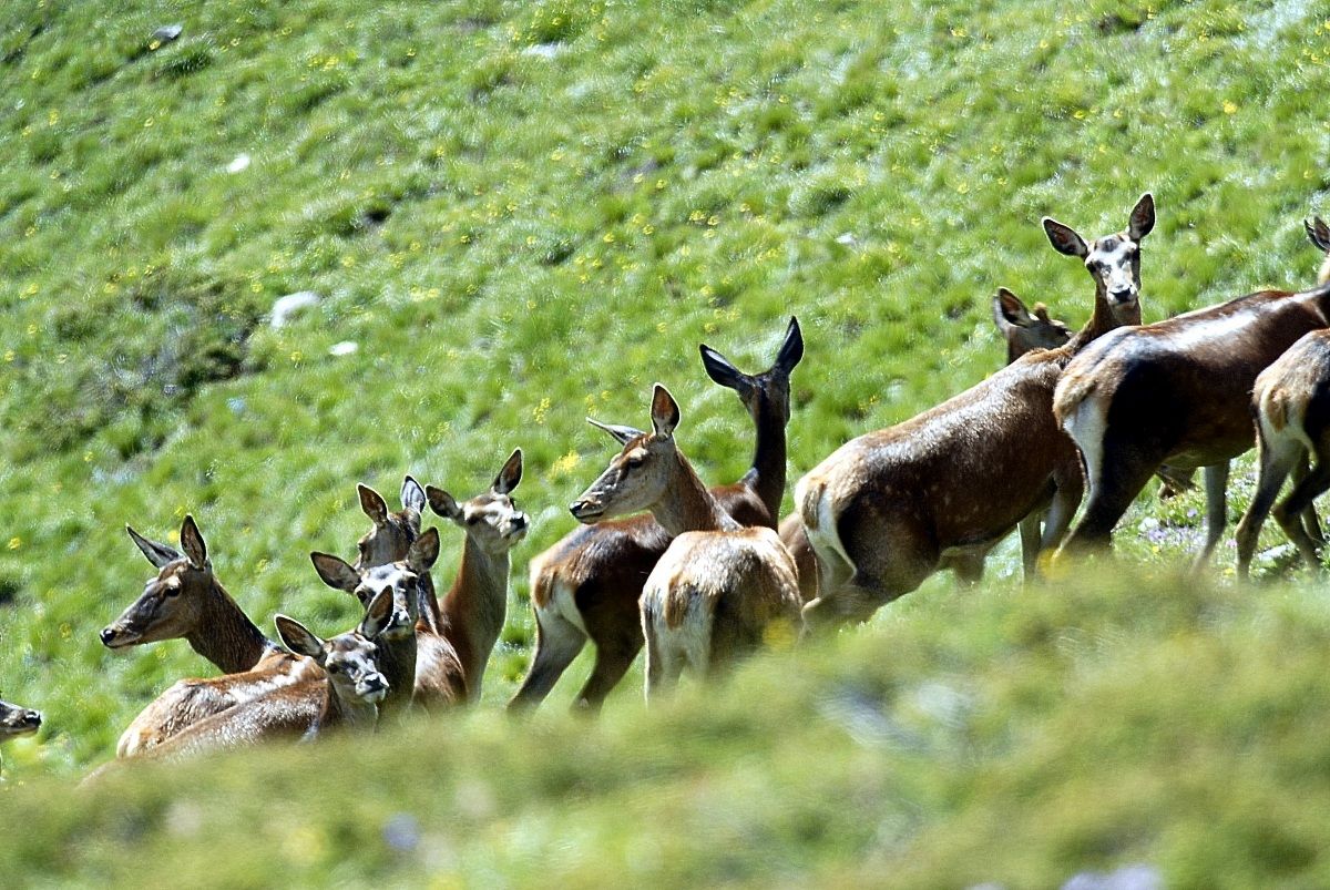 group of hinds