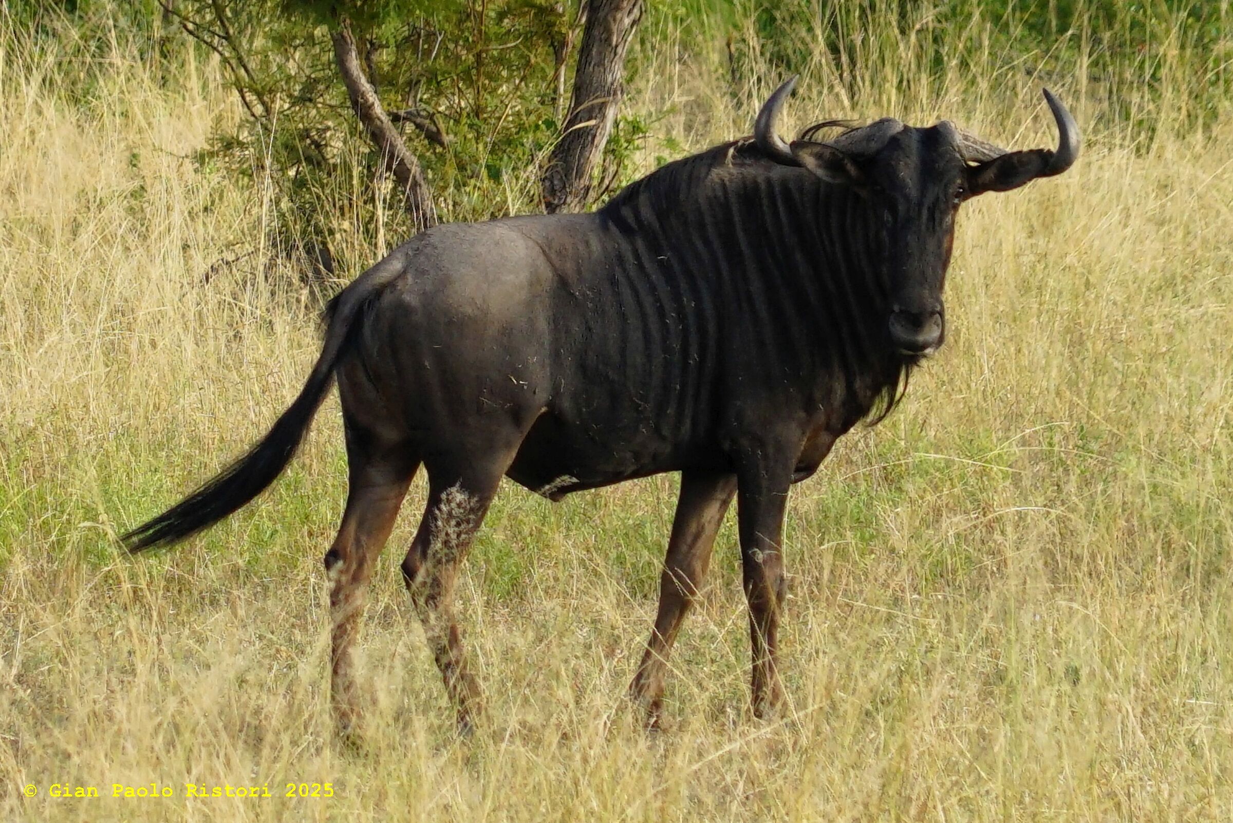 Kruger National Park