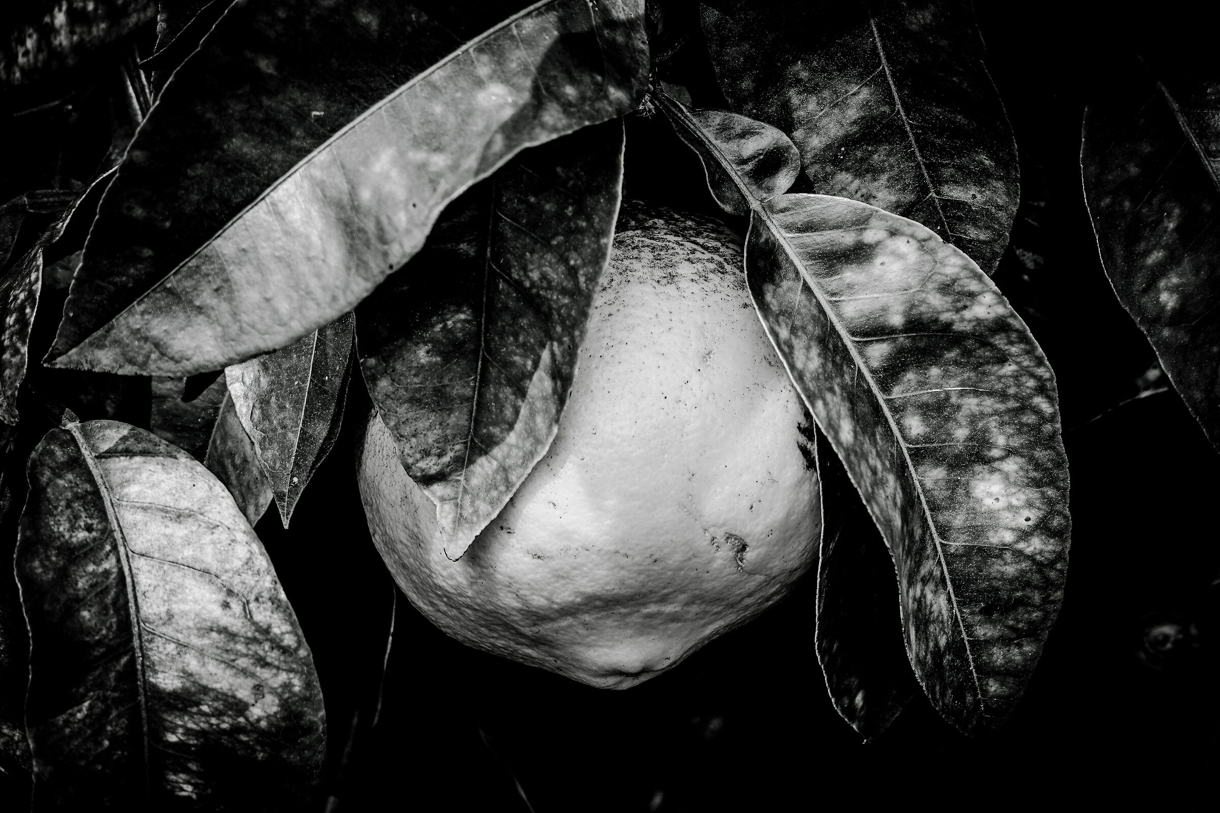 The Dark Side of the Lemon