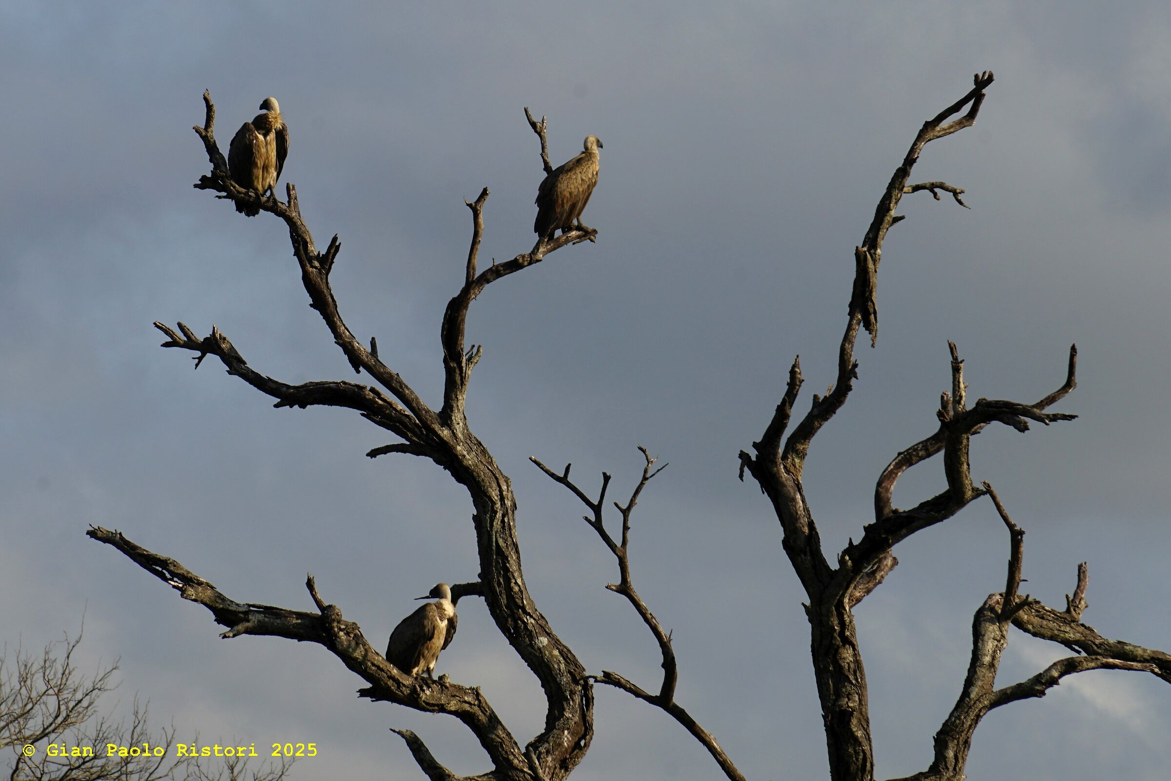 Vultures in the Kruger National Park