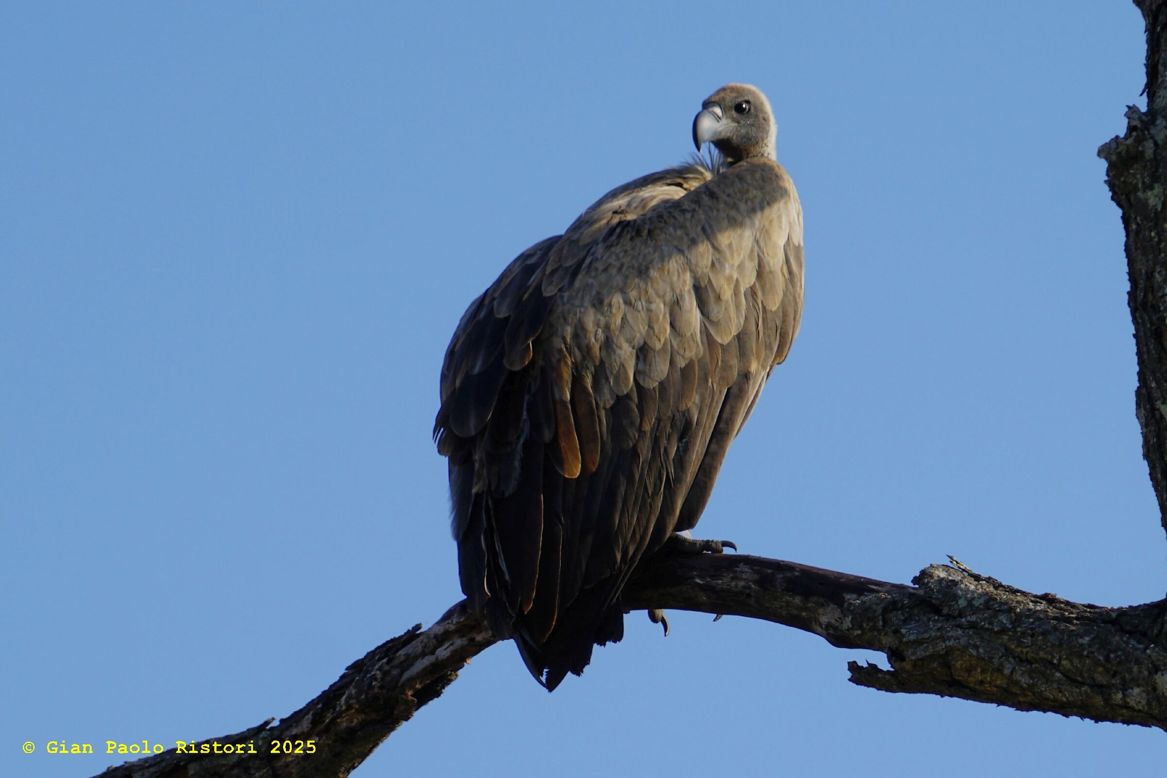 Vulture at the Kruger National Park