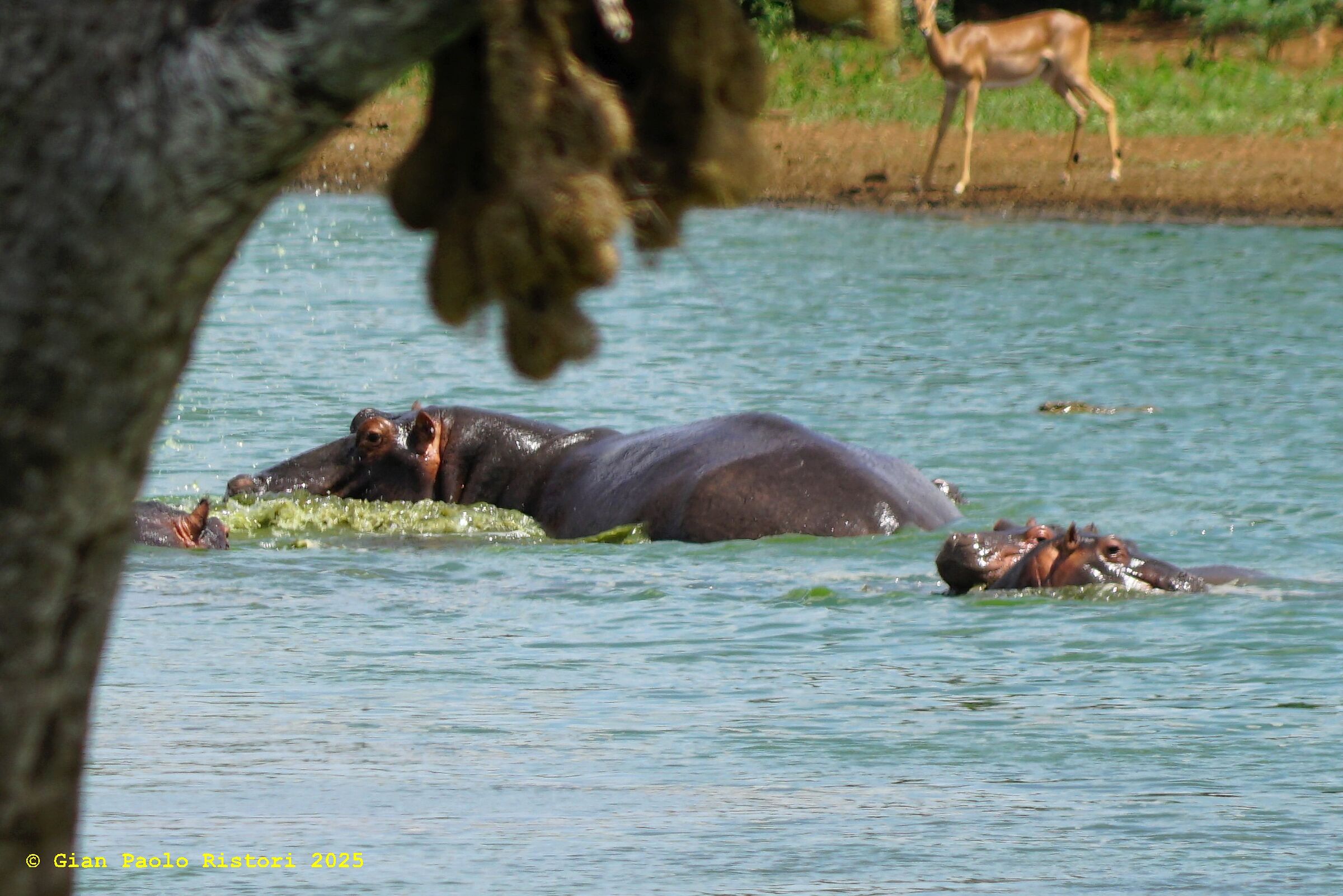 Hippos in the Kruger National Park