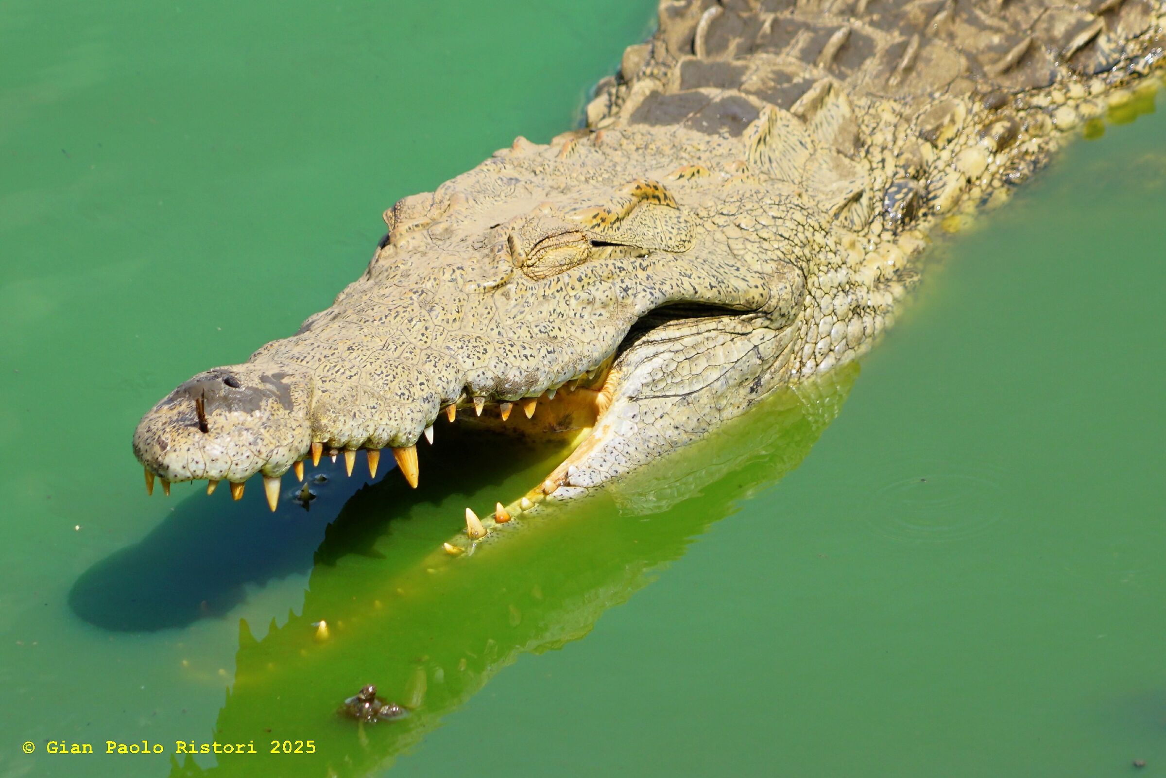 Crocodile at Kruger National Park