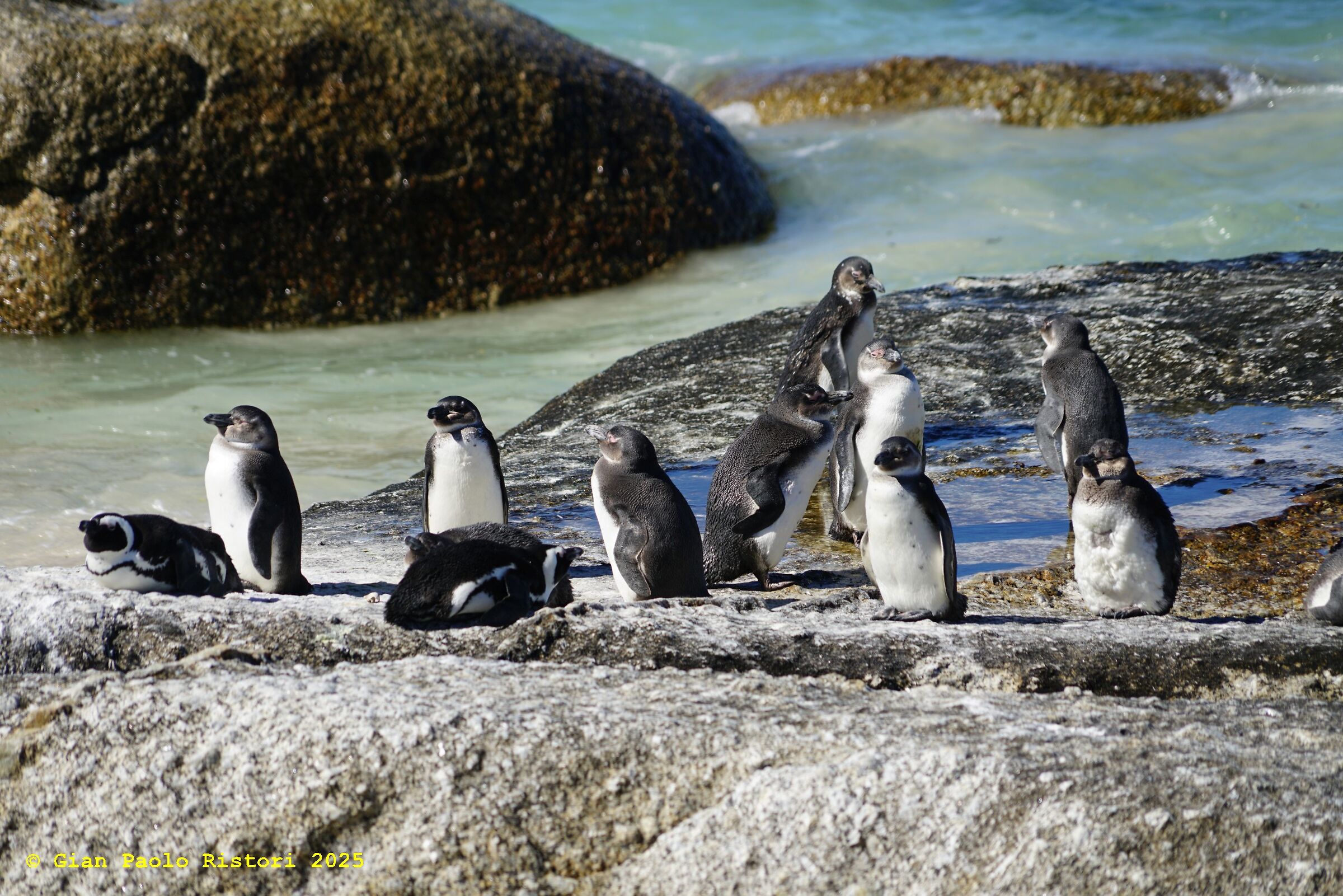 Penguins (Cape of Good Hope)