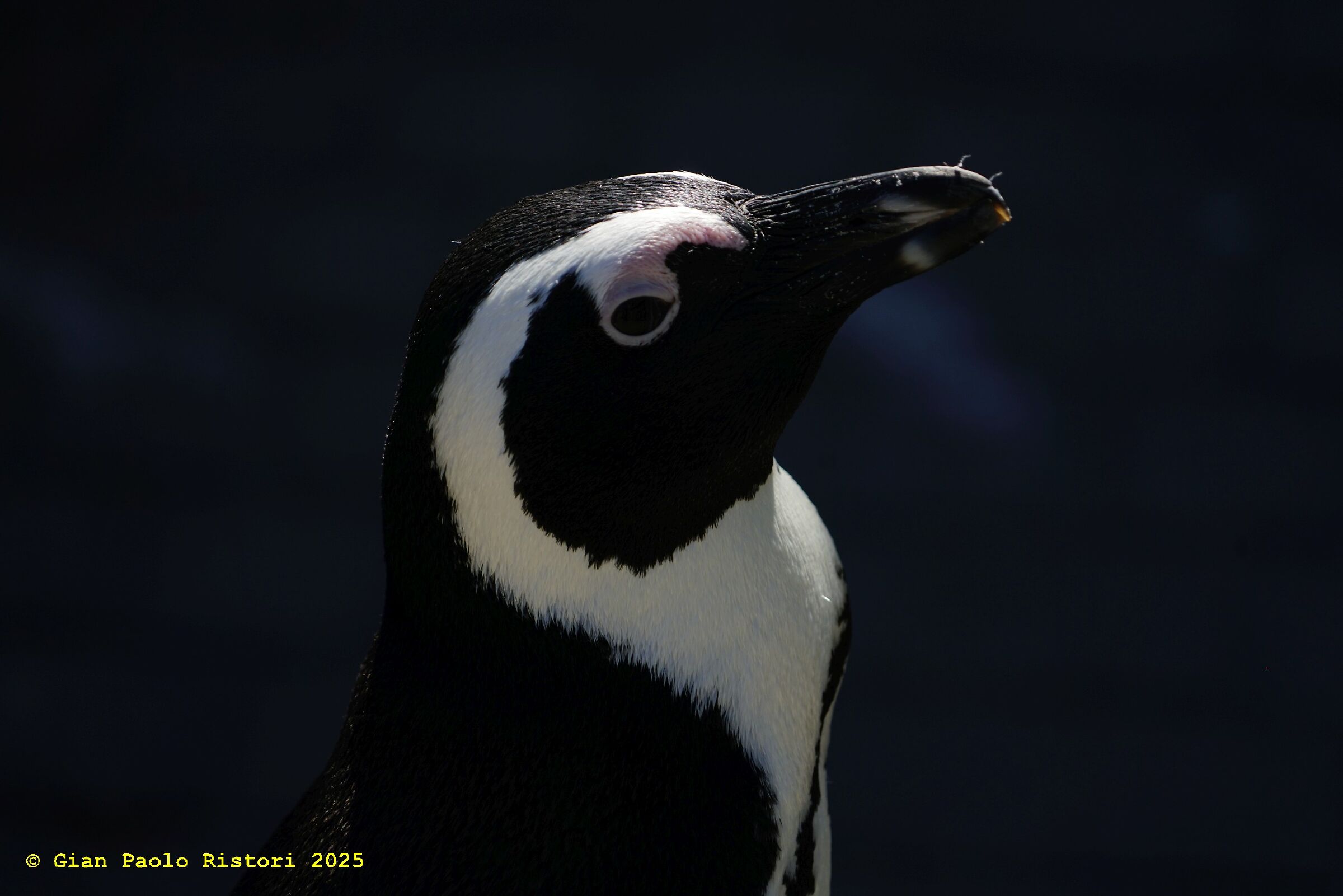 Pinguino (Cape of Good Hope)