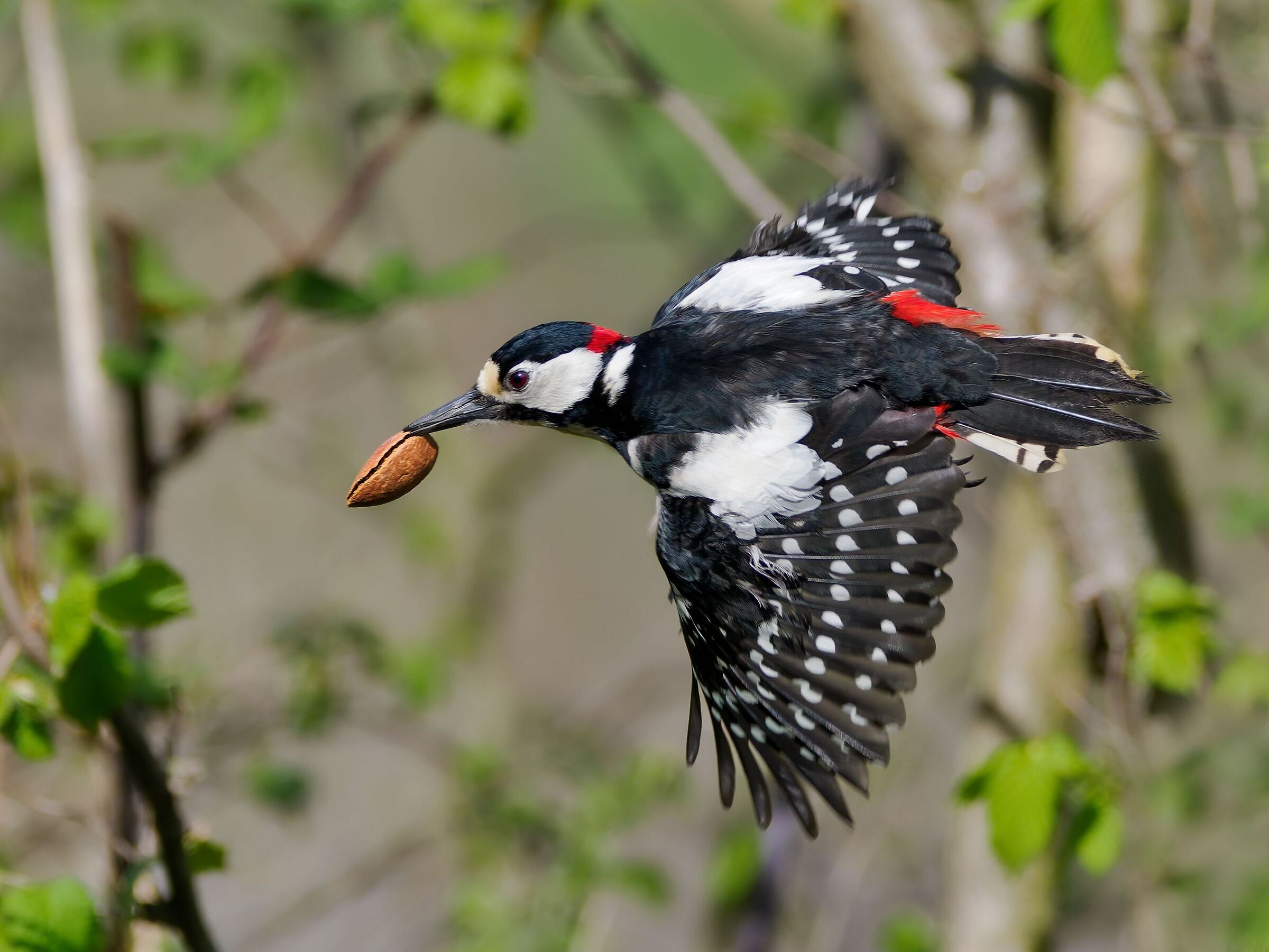 Picchio rosso maggiore &male;