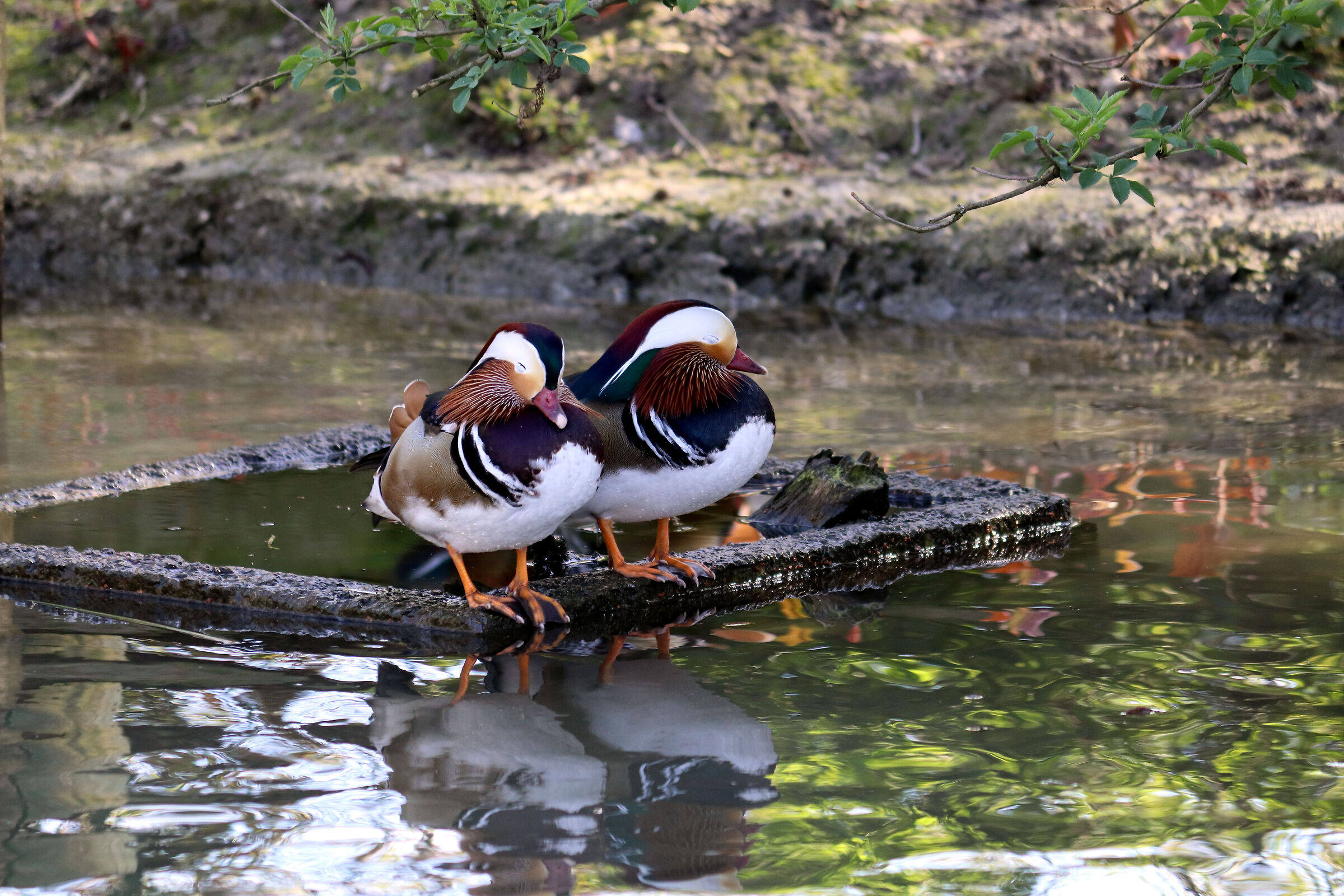 Mandarin Couple