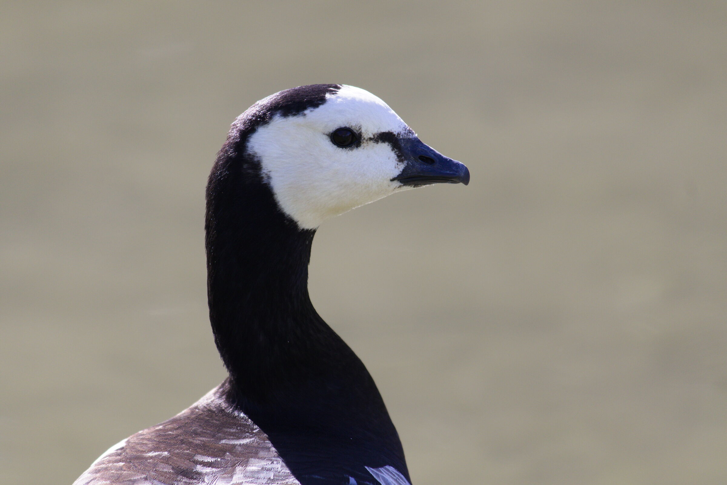 White-faced Duck