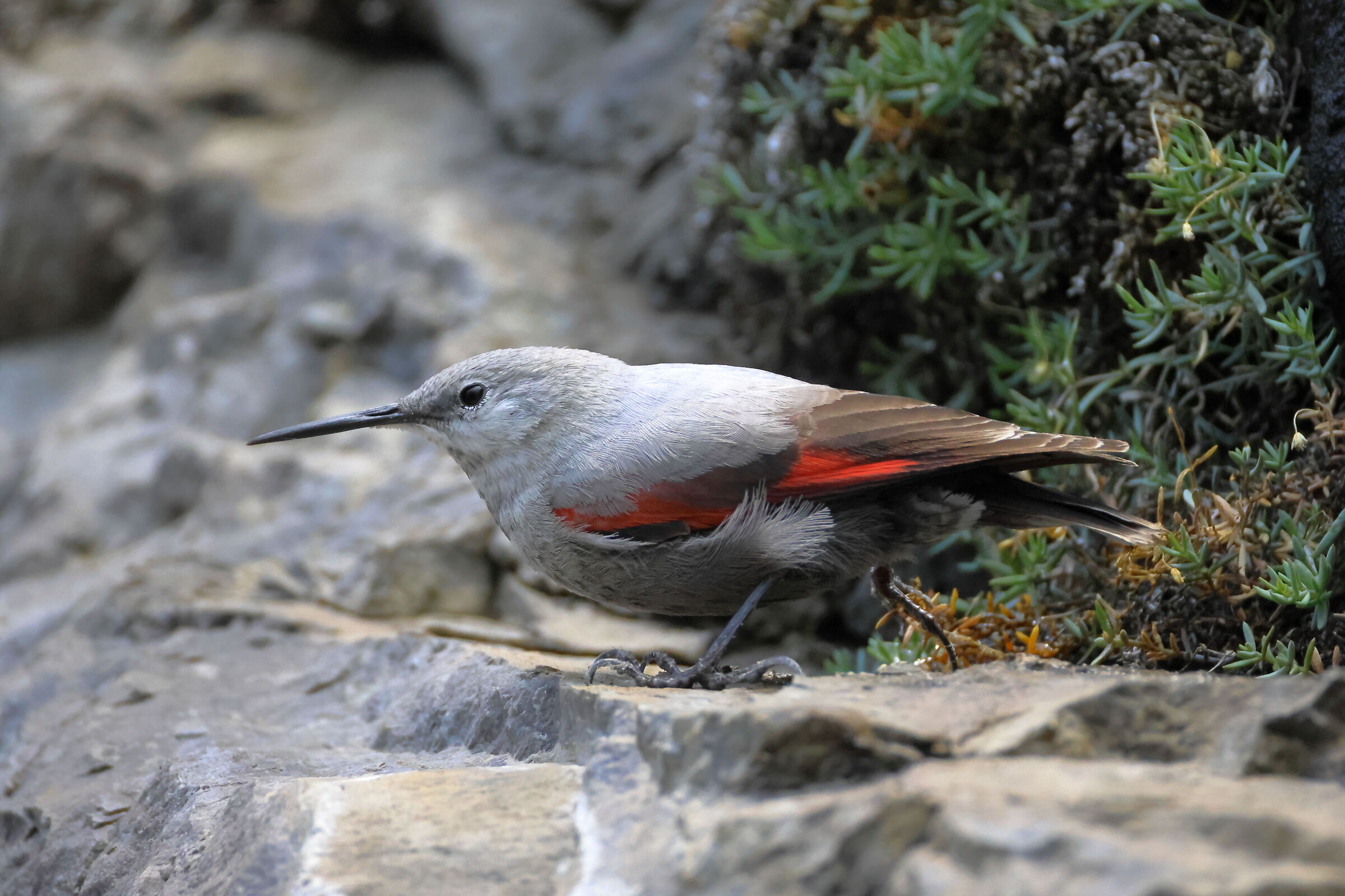 Picchio Muraiolo
