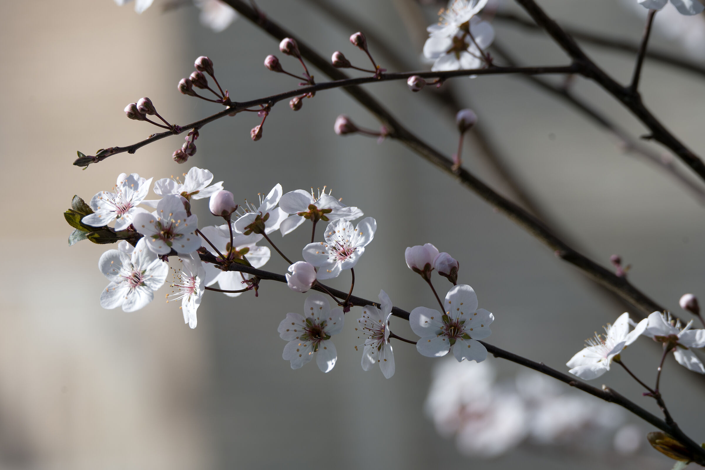 Uzbekistan 2025 - Samarcanda (46)