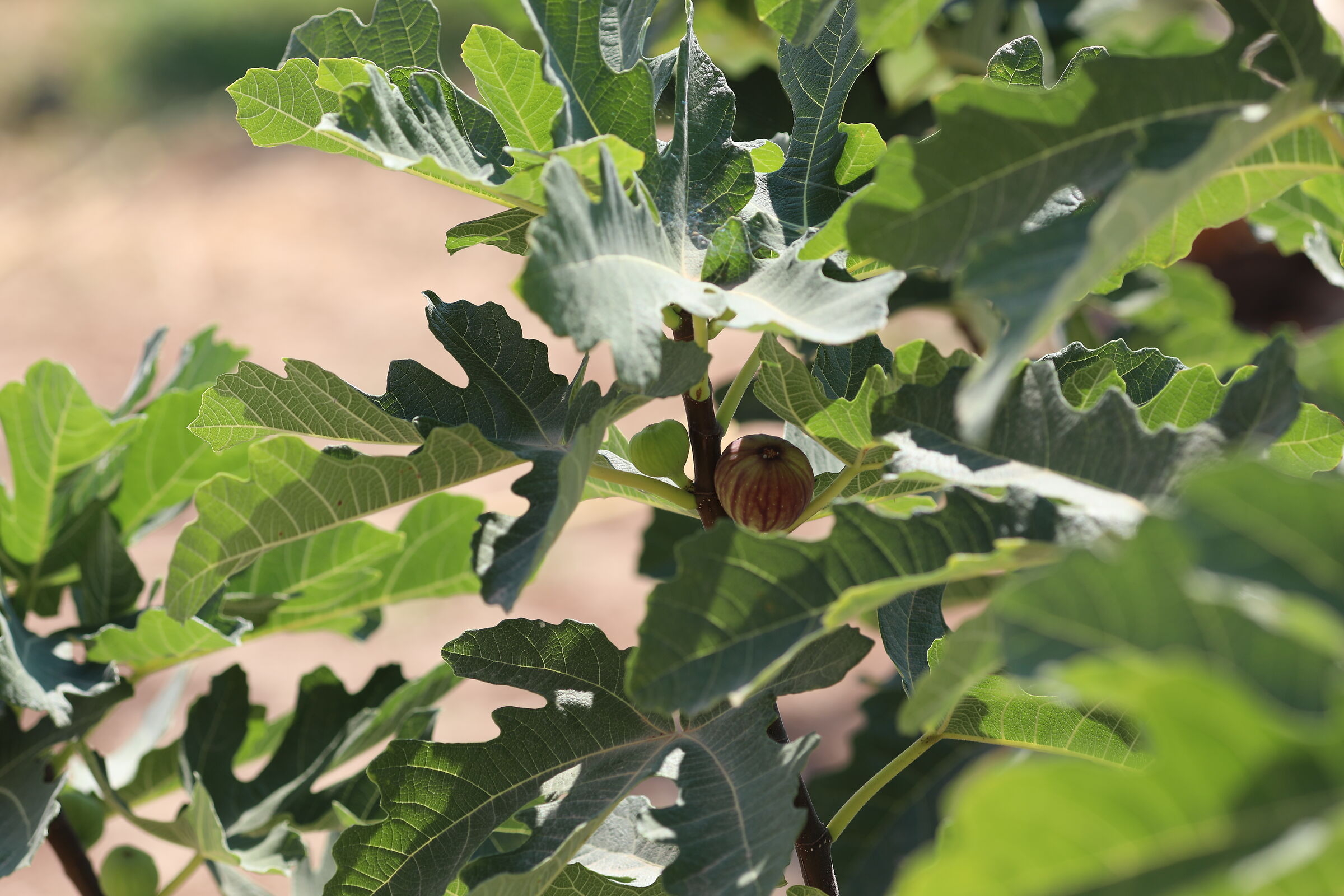 " Crop 189 " Canon 5D IV, 135 F. 2 L Usm+ TC 1.4x ...