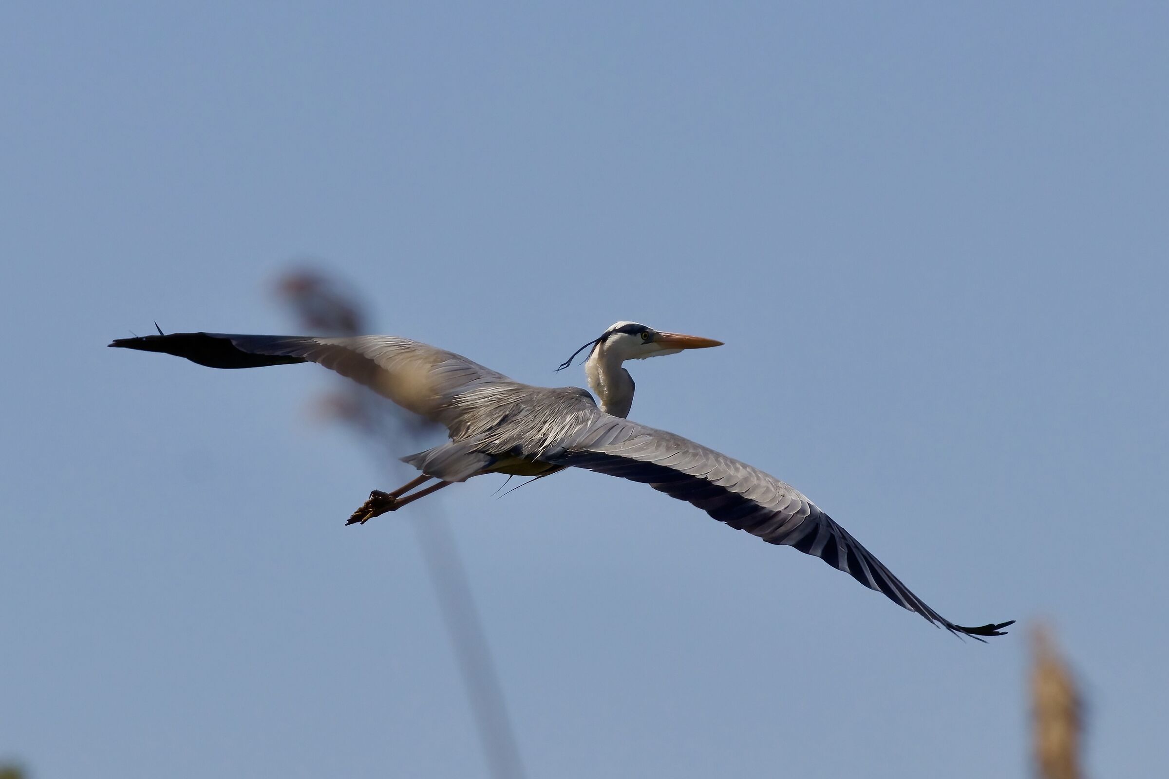Grey Heron in Bridal Dress