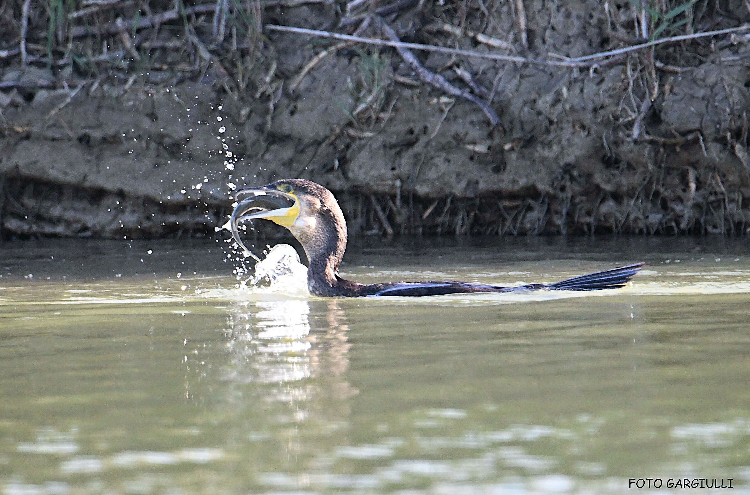Cormorant with prey