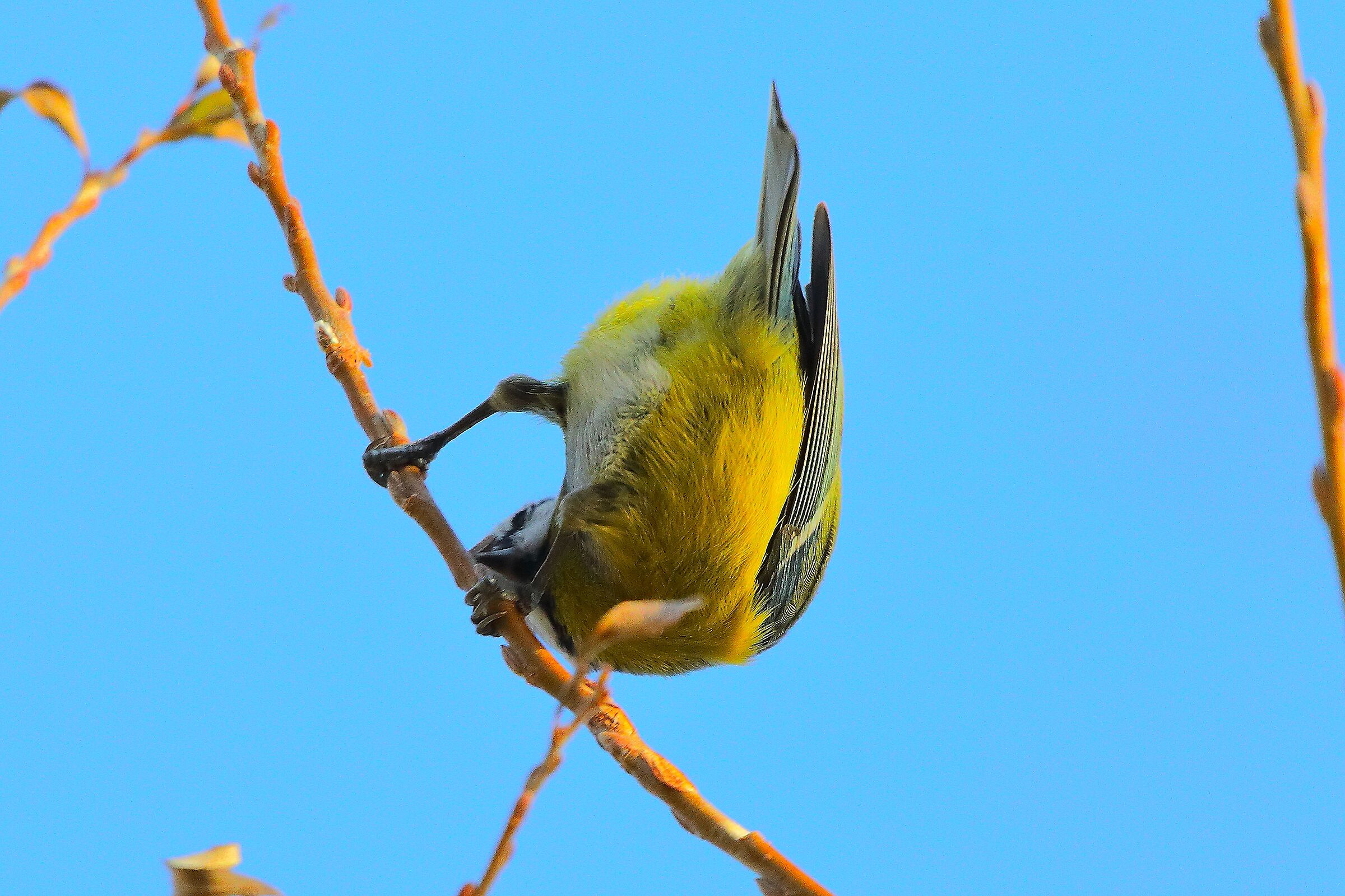 Cinciarella 18 dicembre 2024 - 0018