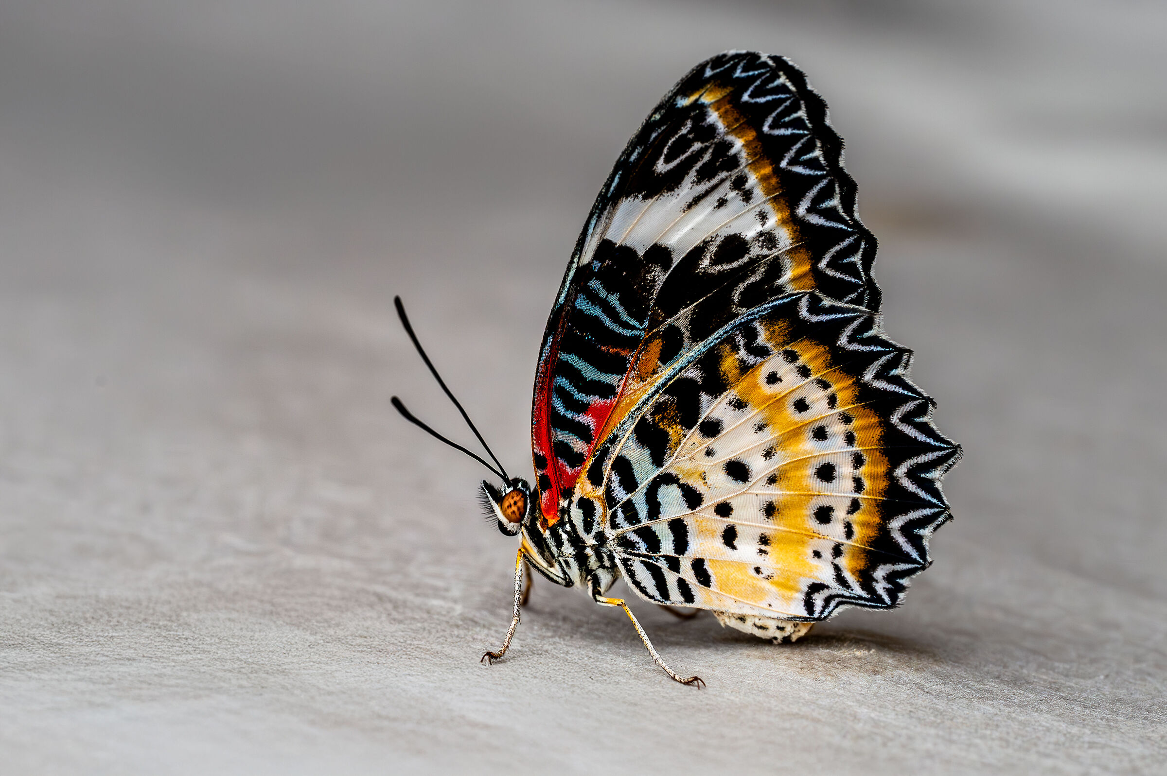 Cethosia cyane, the leopard lacesopa