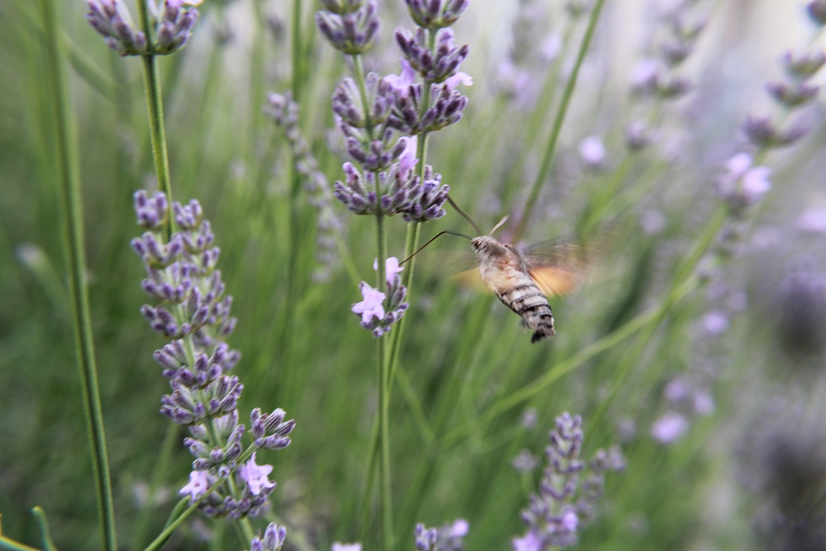 voi sapete che genere di farfalla supersonica è?