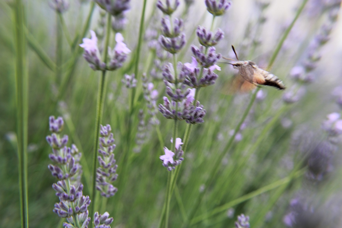 voi sapete che genere di farfalla supersonica è?