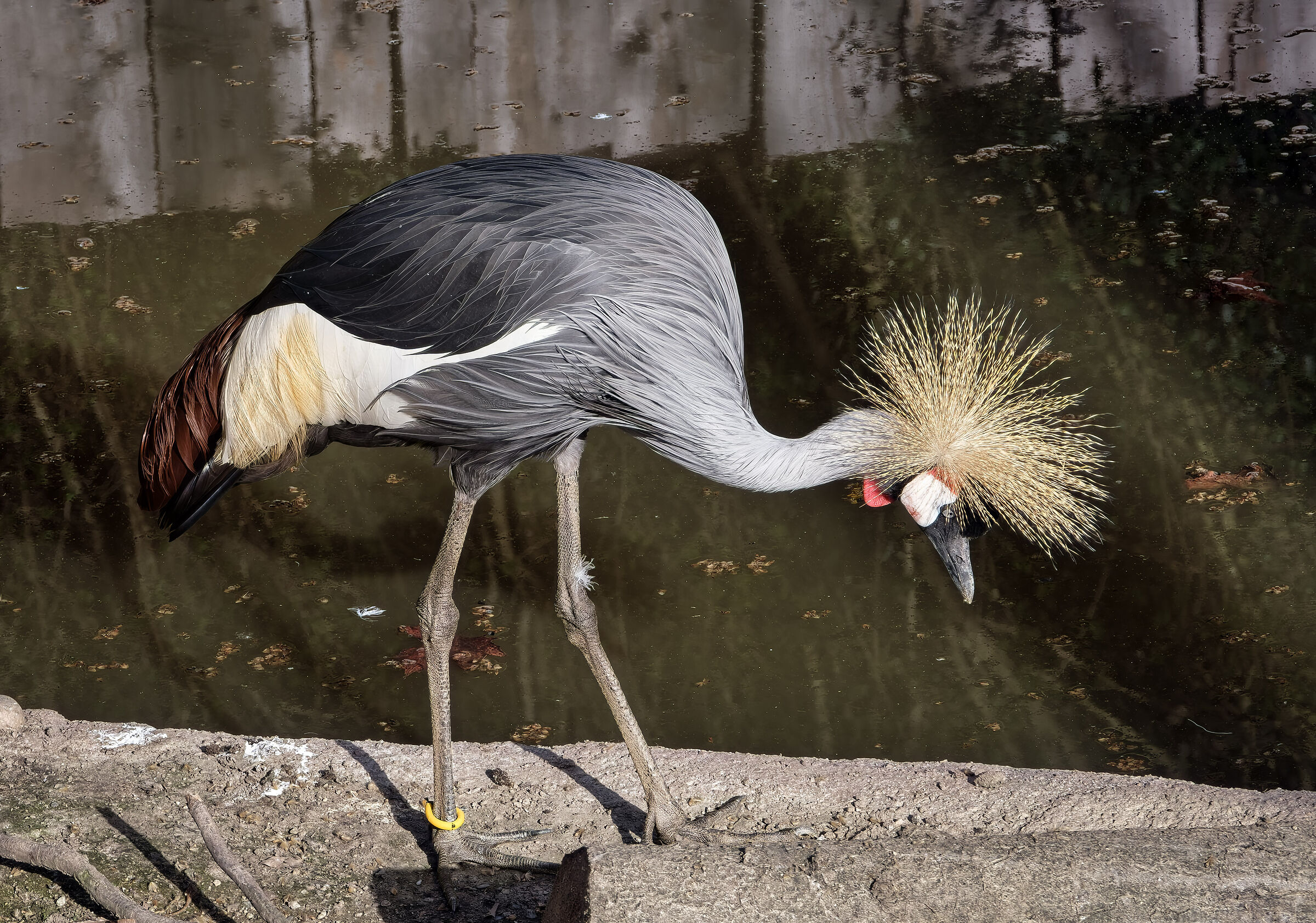 Balearica regulorum