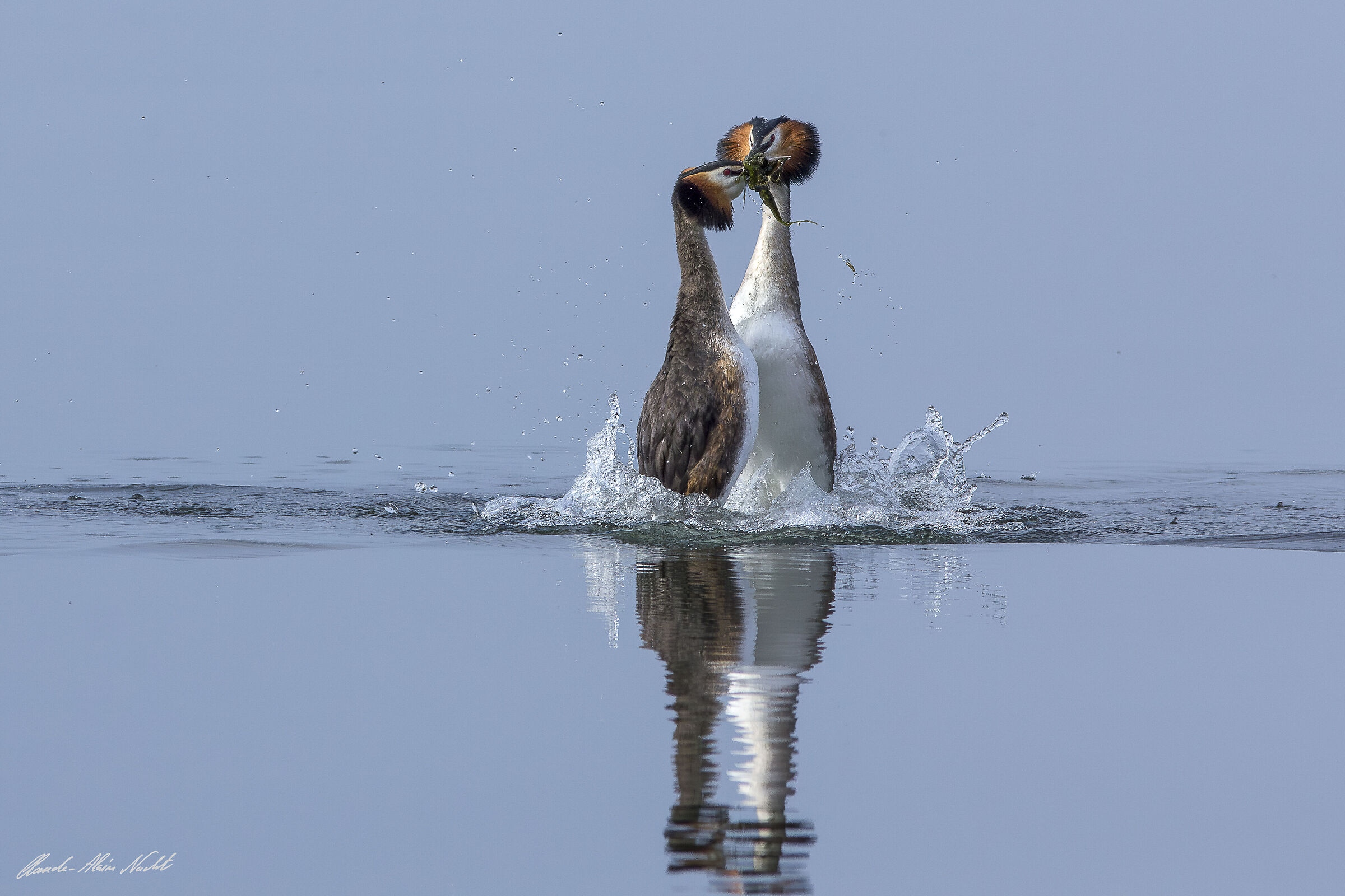 Parata dello svasso maggiore