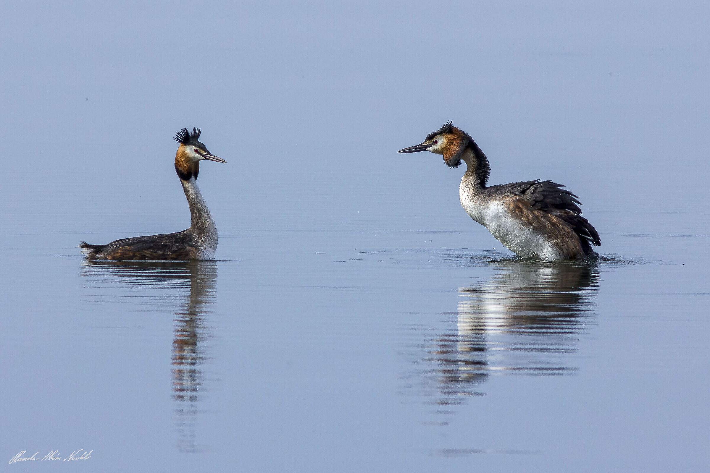 Great crested grebe parade