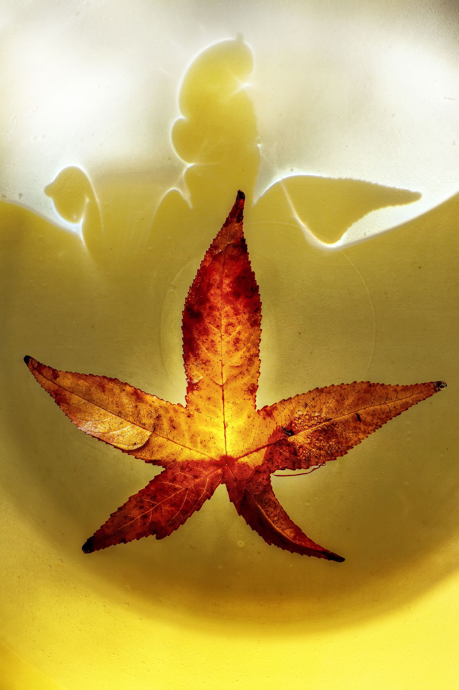 The Shadow of Autumn