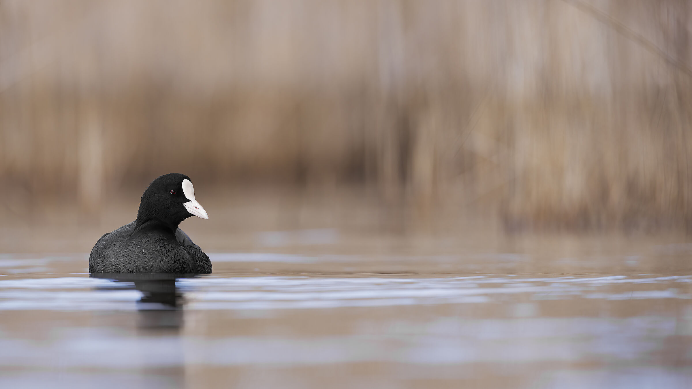 Coot