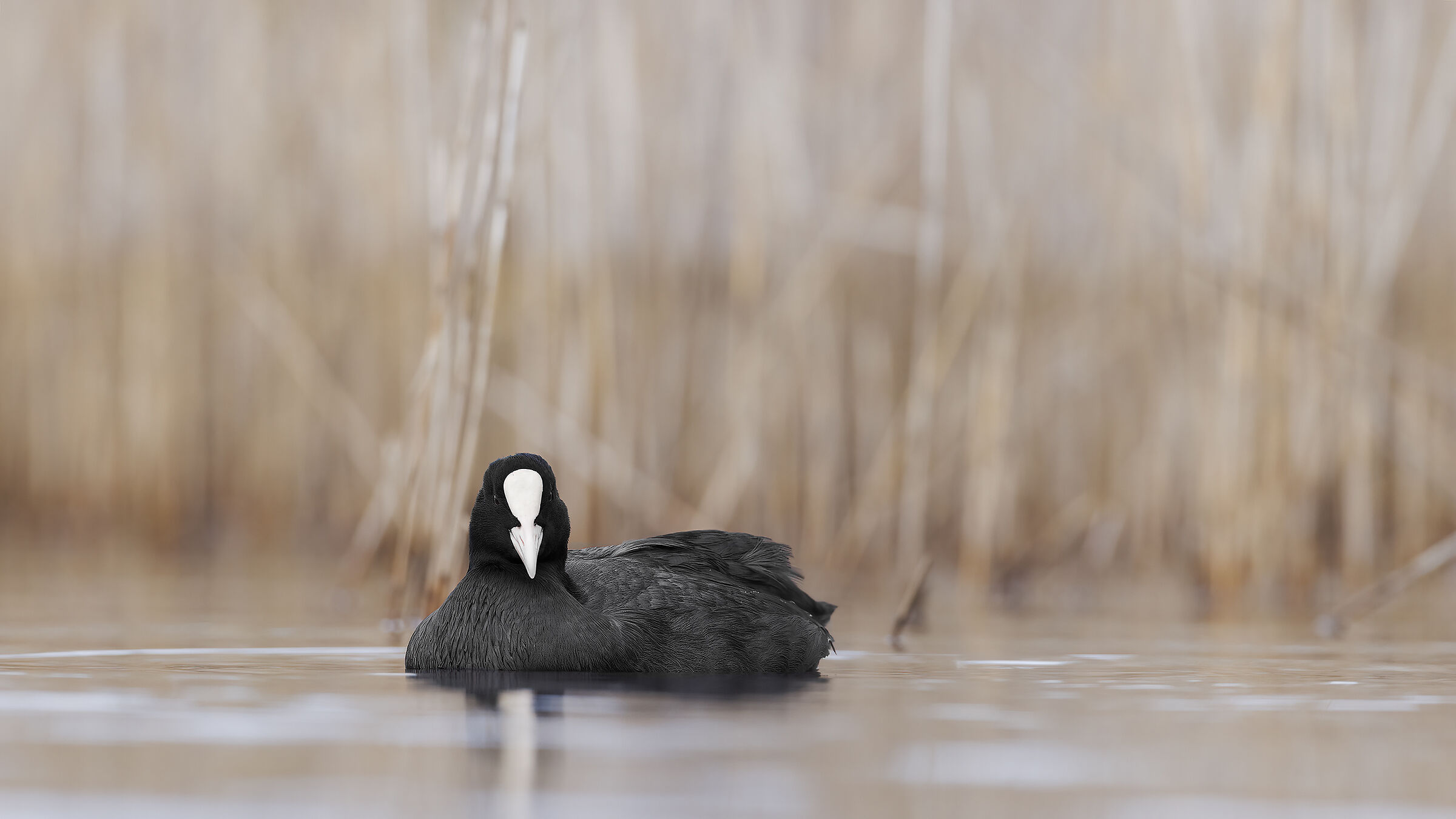 Coot
