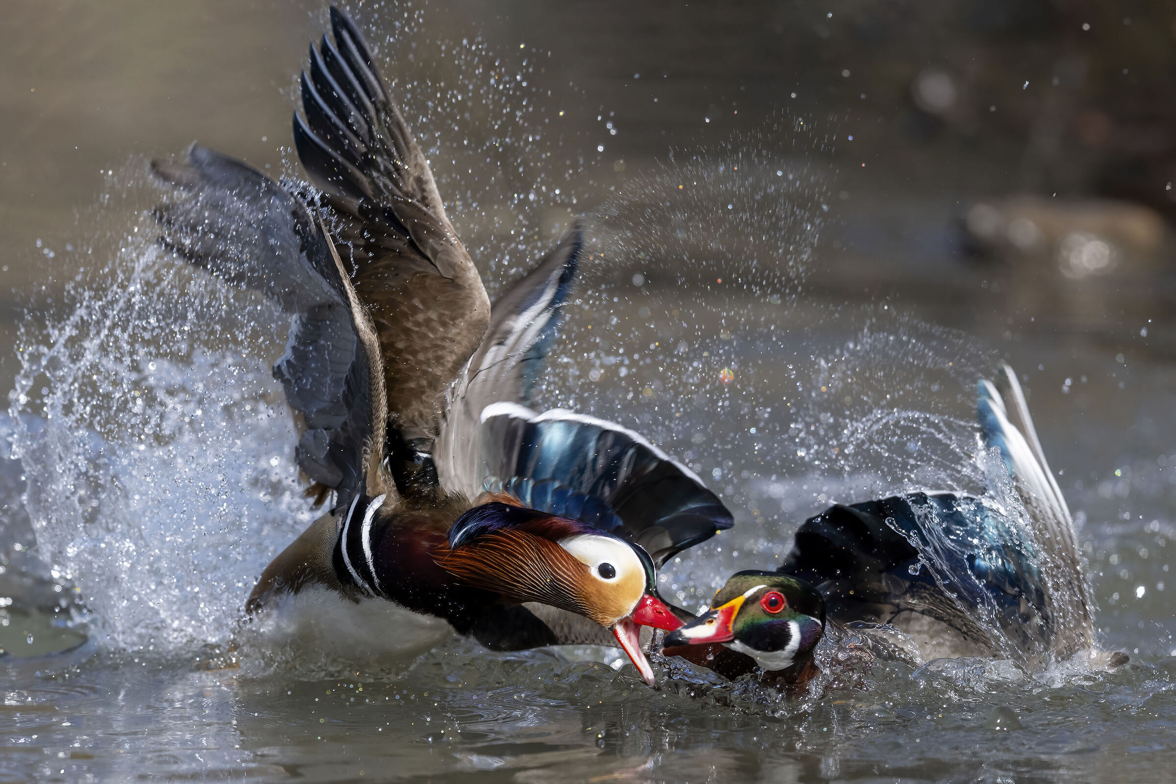 Anatra mandarina  e anatra sposa